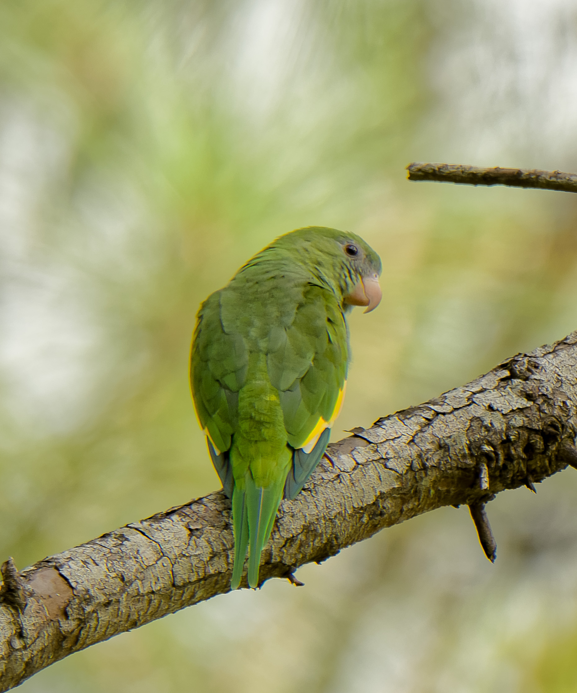 Parrocchetto dalle ali bianche / Brotogeris versicolurus