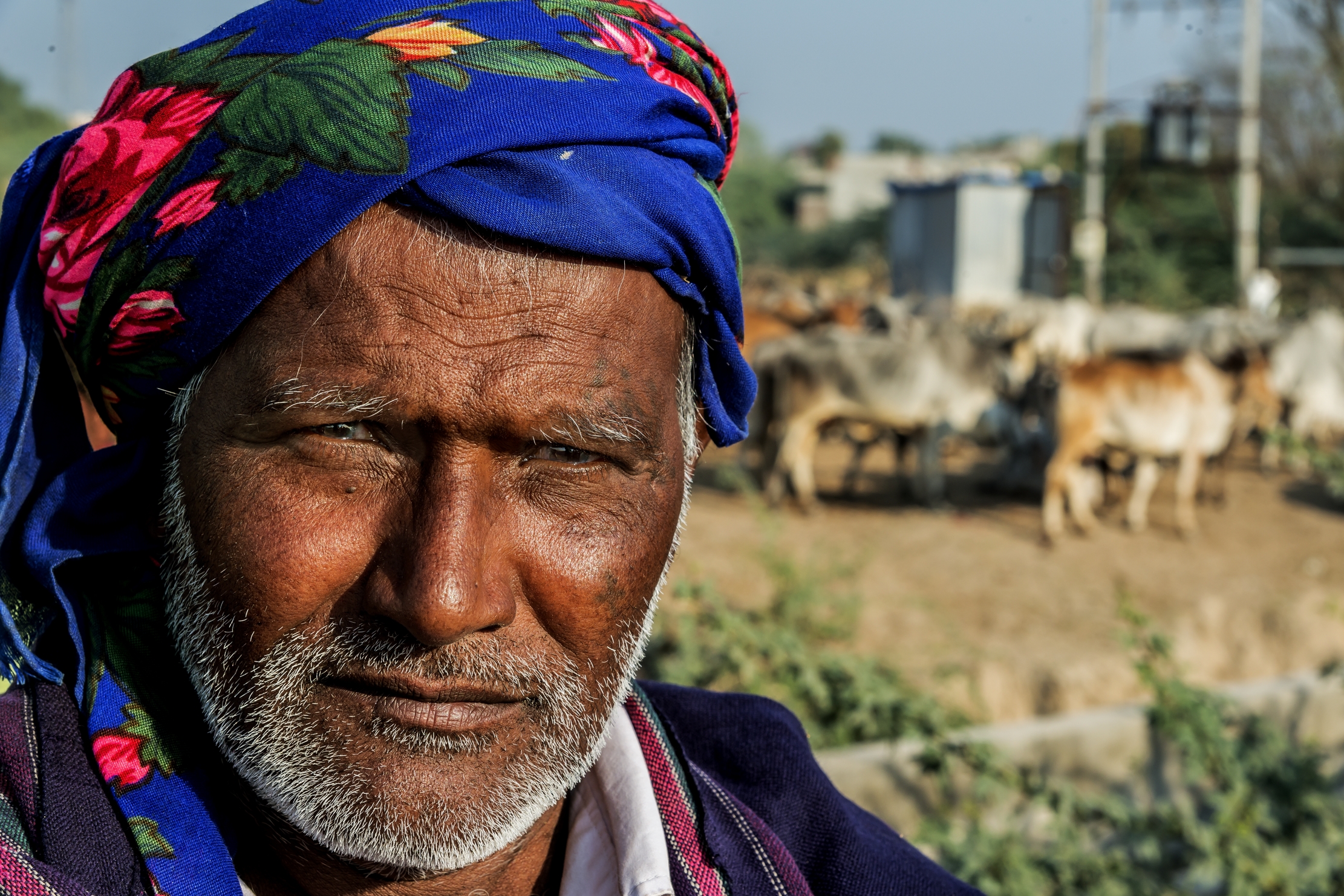 Gujarat 2015 - Pastore