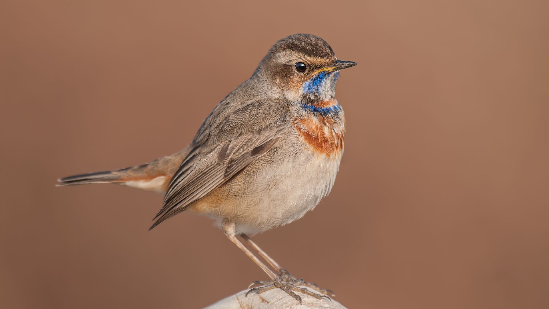 Pettazzurro / Luscinia svecica