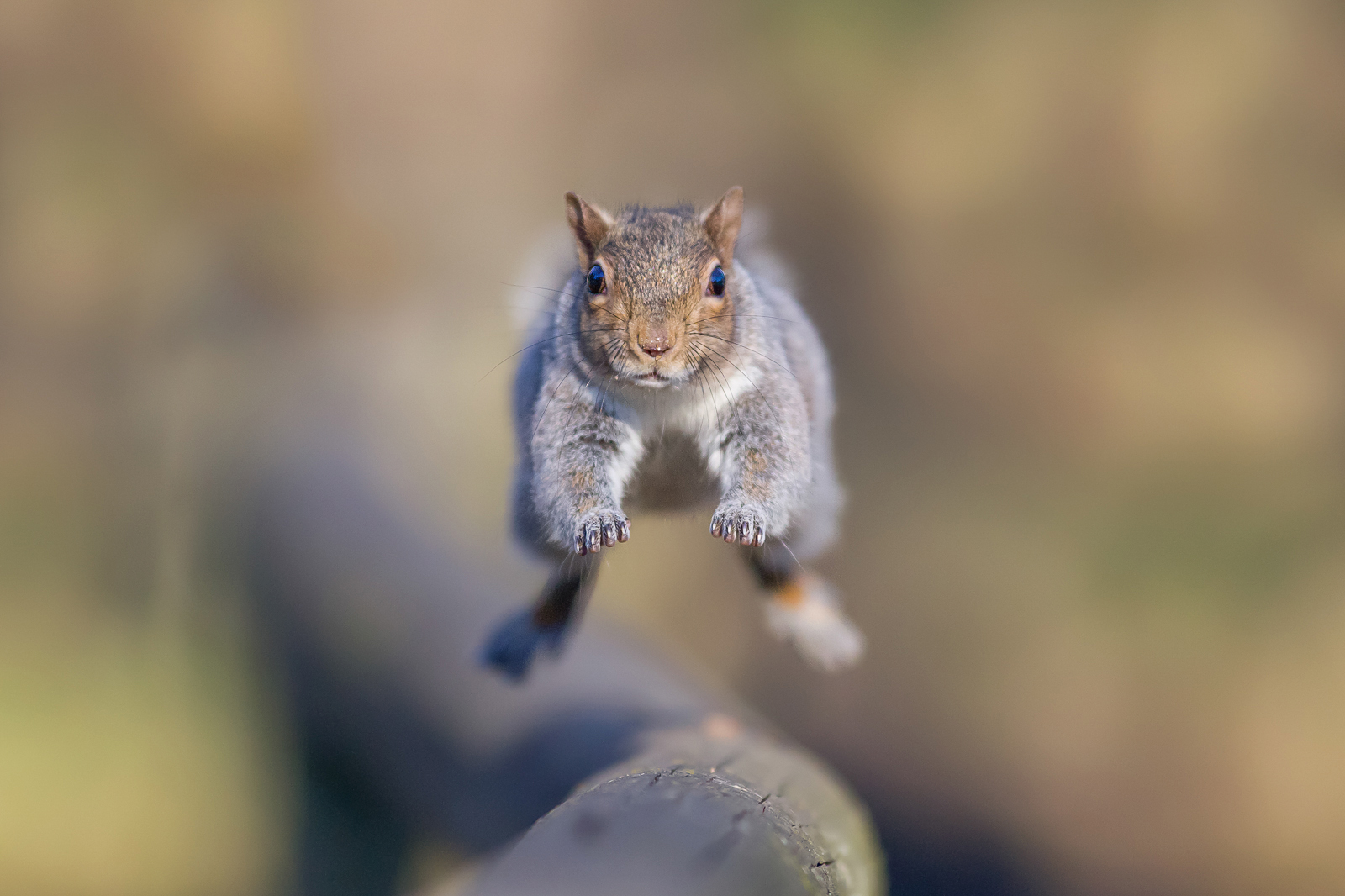 Grey squirrel