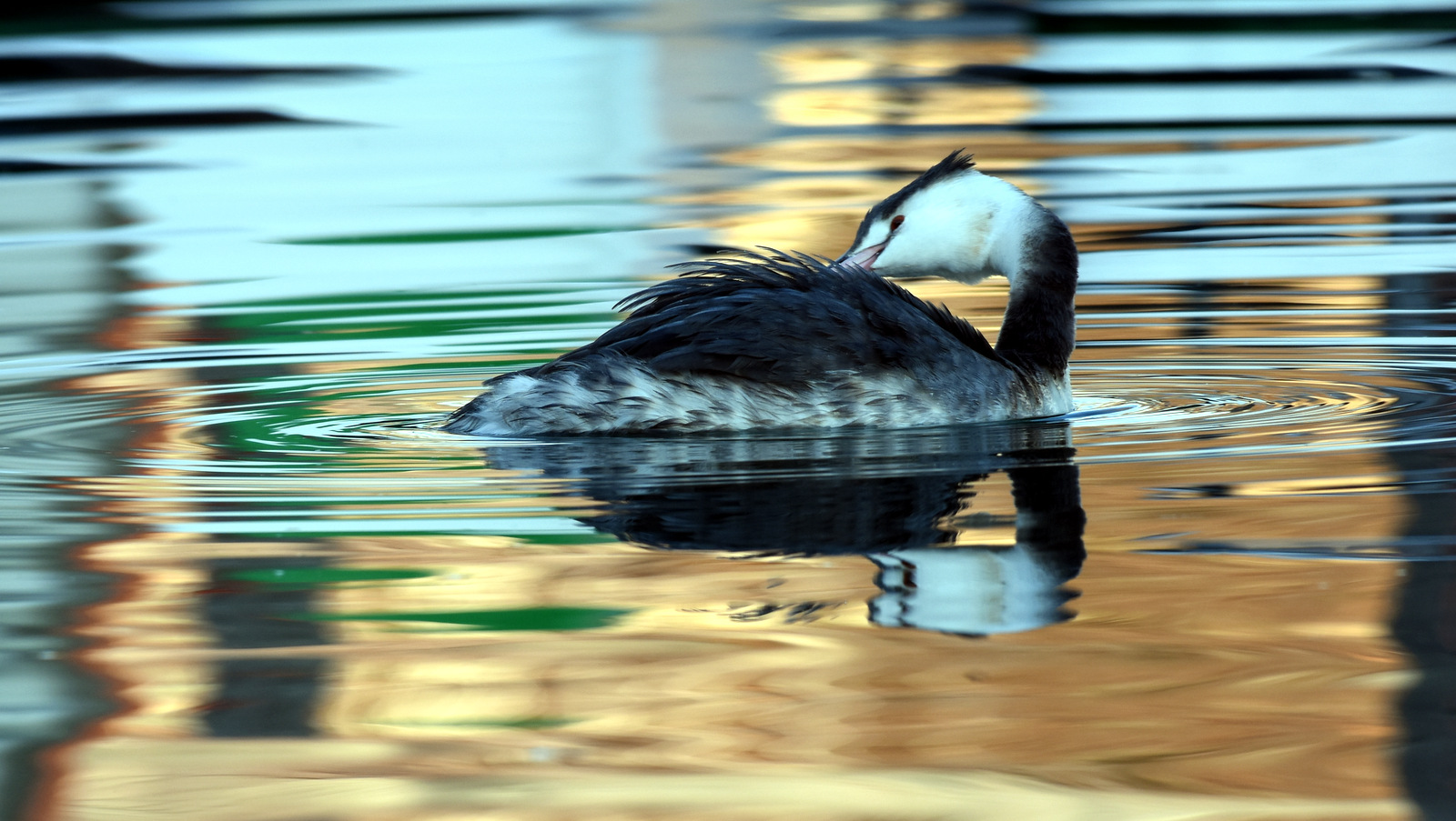 Svasso al lago di Caldaro- Kalterersee (bz)