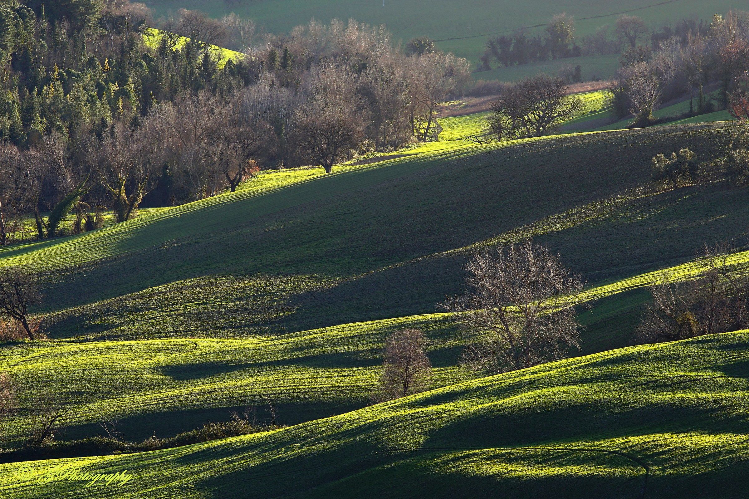 The Light in the Fields