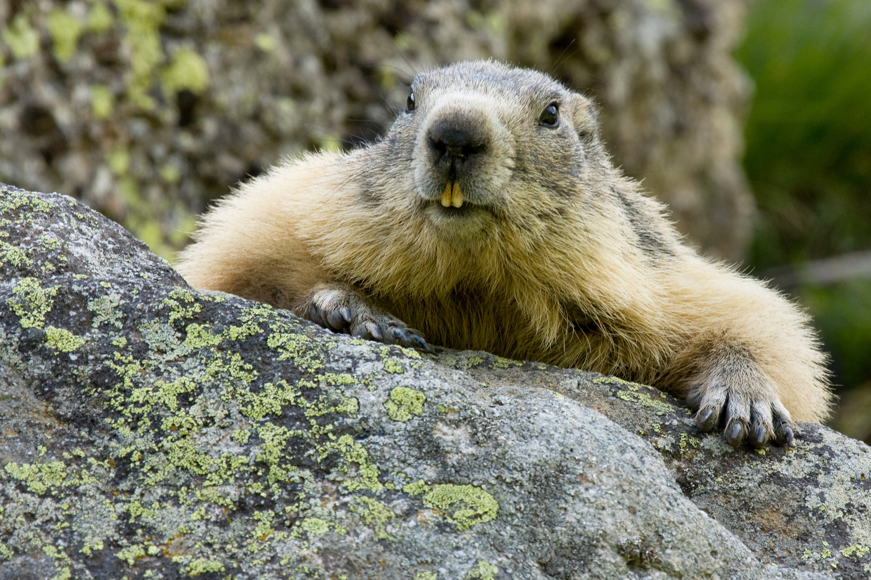 "Marmotta curiosa"