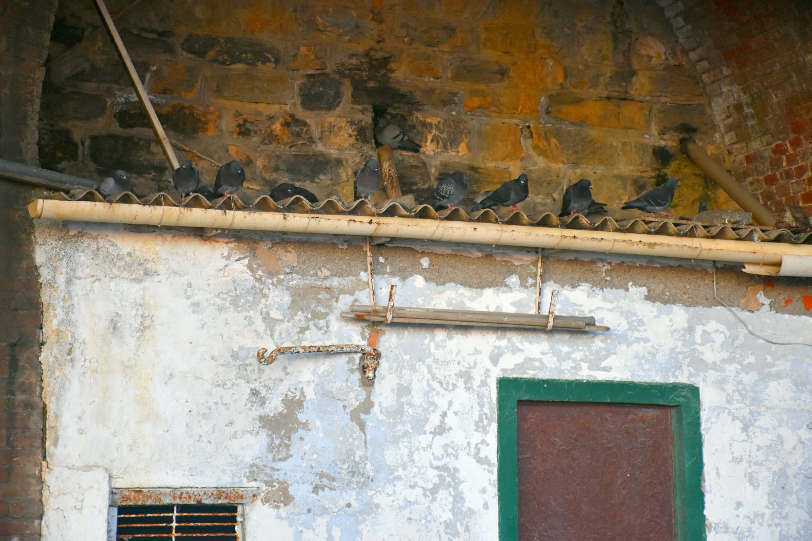Gutter with pigeons in Nervi