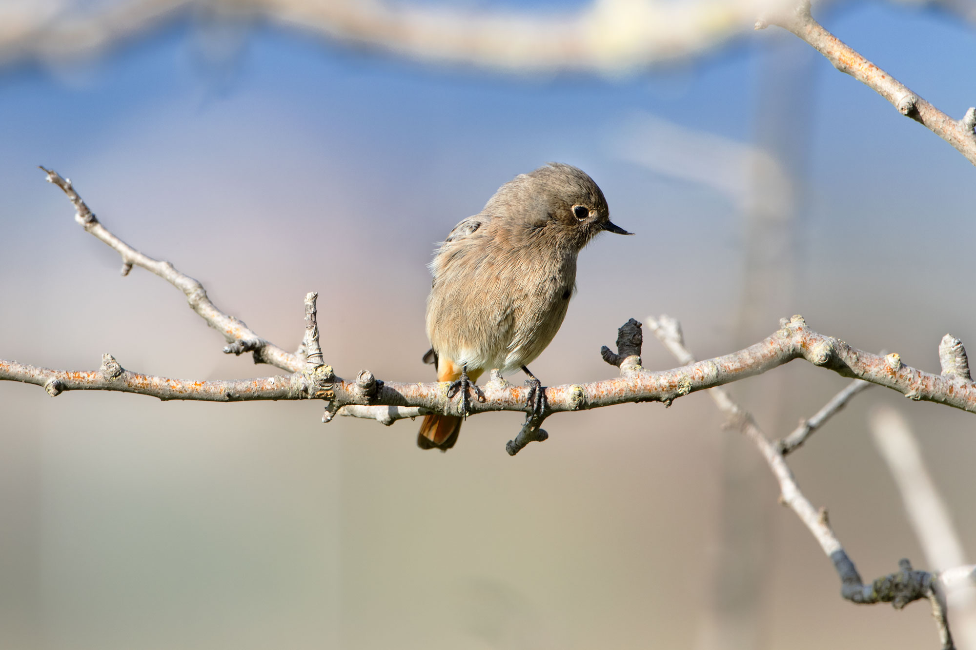 codirosso spazzacamino