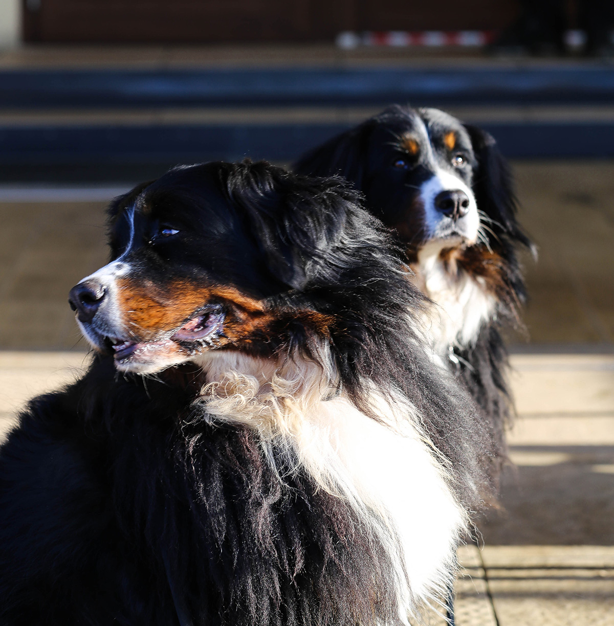 Bernese Mountain Dog