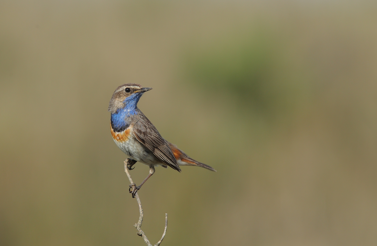 gorge bleue a miroir blanc