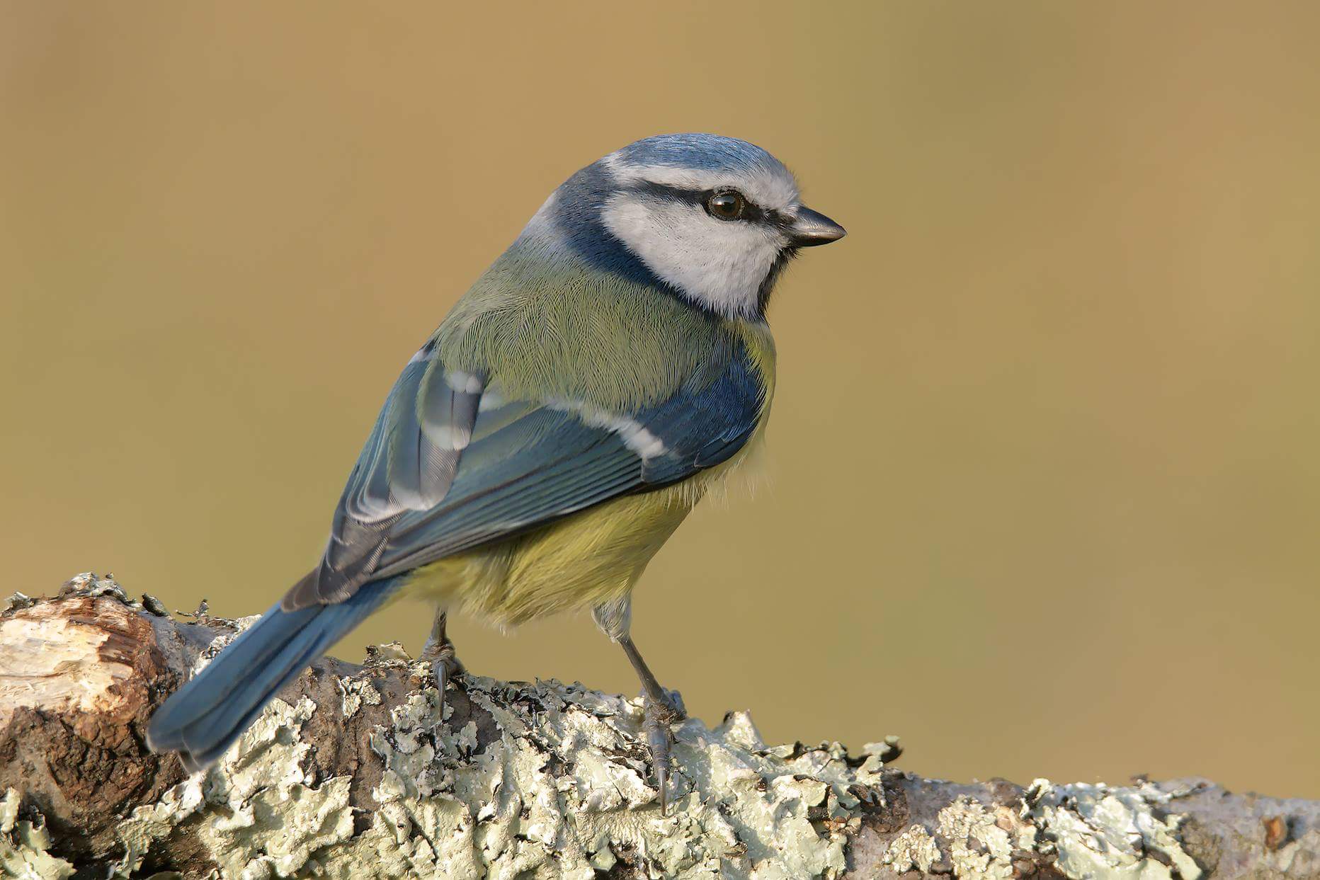 Cynistes caeruleus