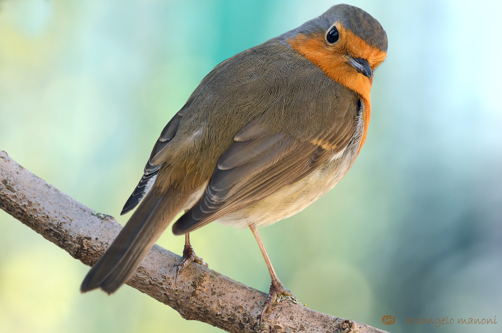 Turn around Robin !!