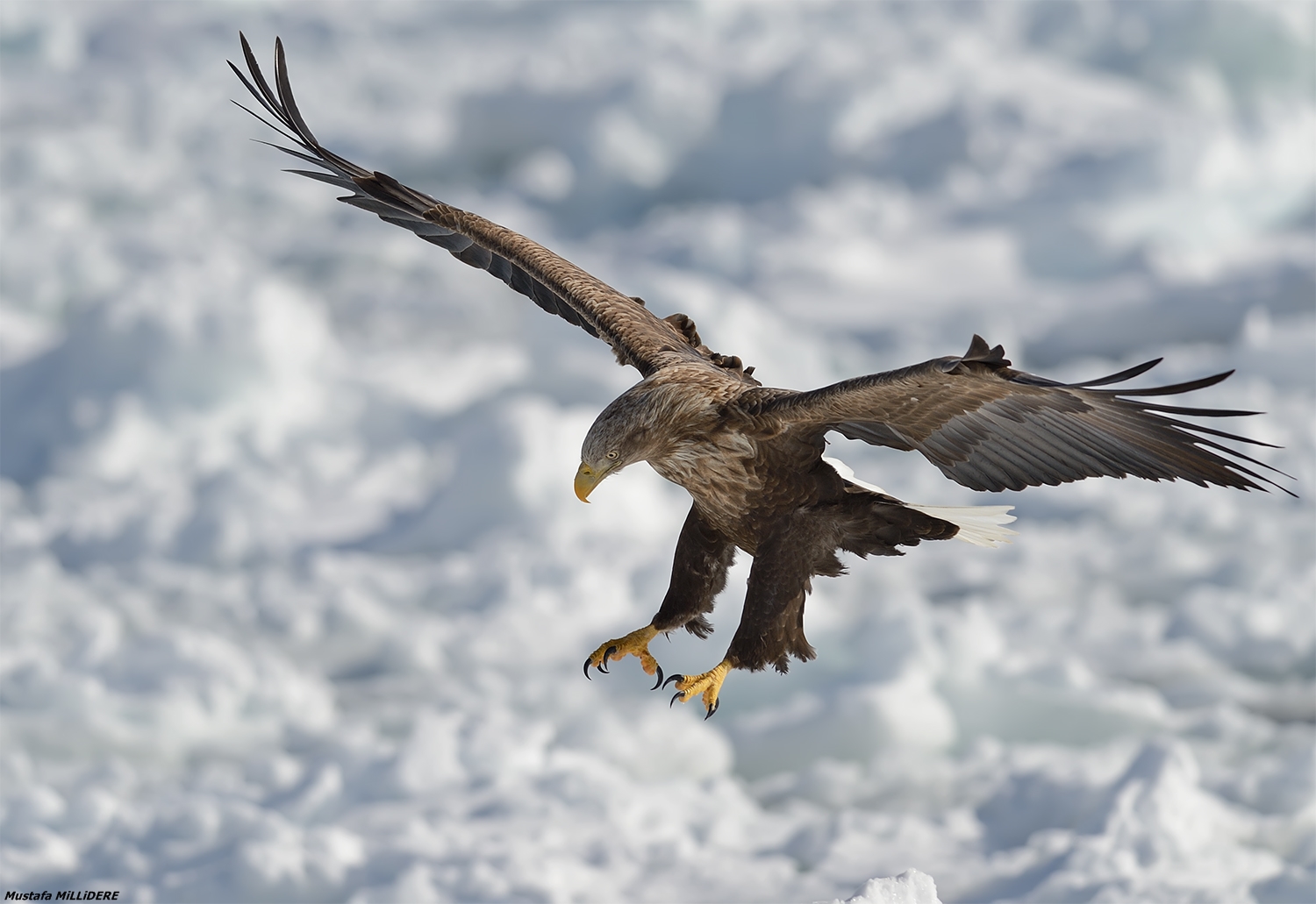 White Tailed Sea Eagle ...