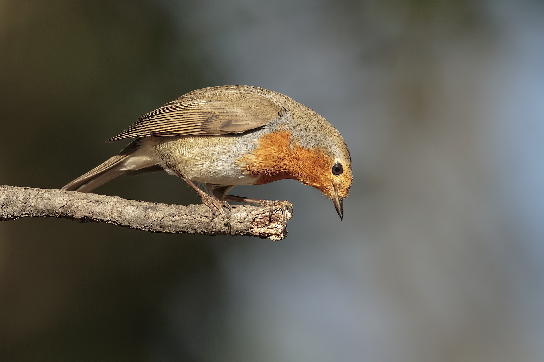 first robin of the 2016 km 0