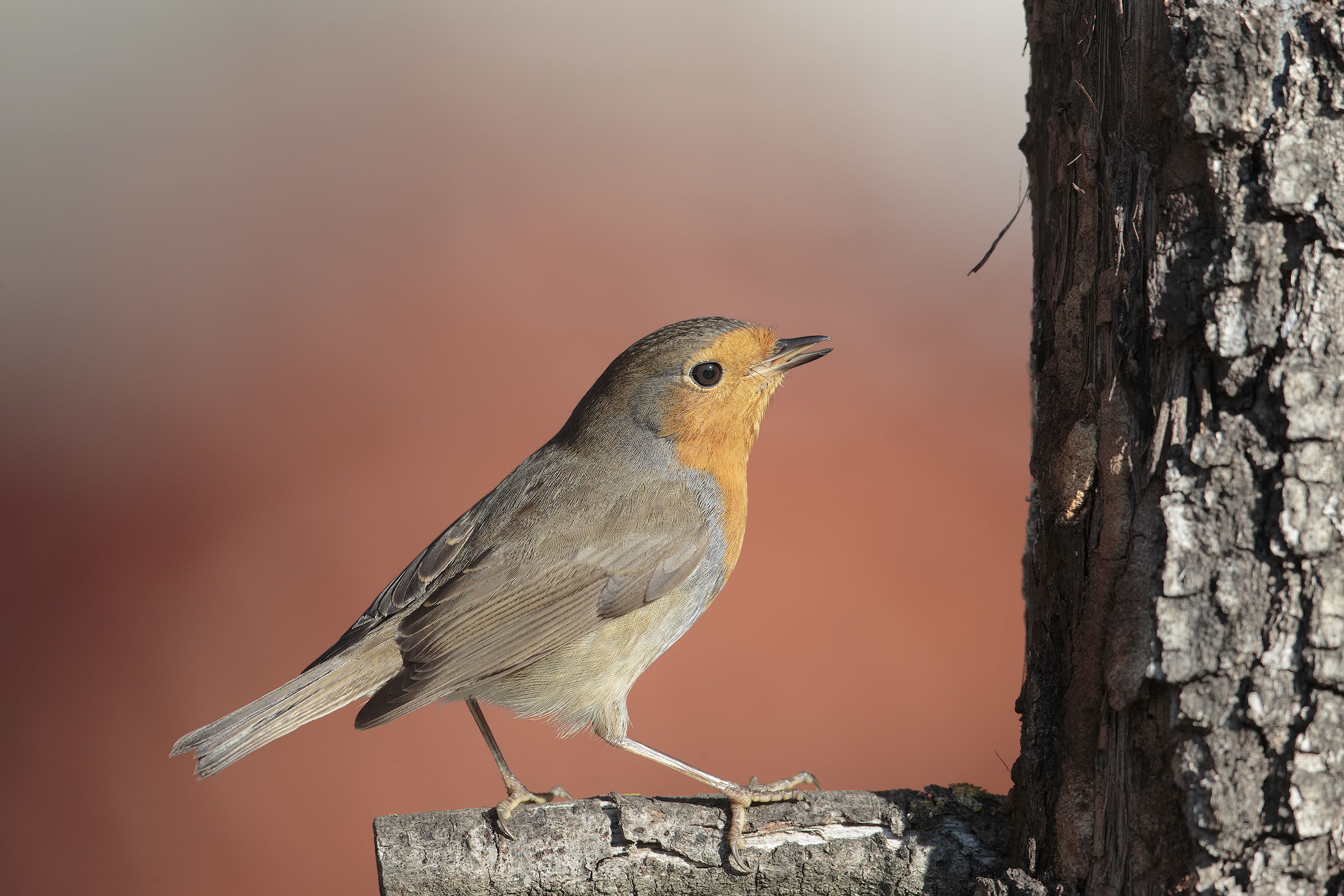 first robin of the 2016 km 0