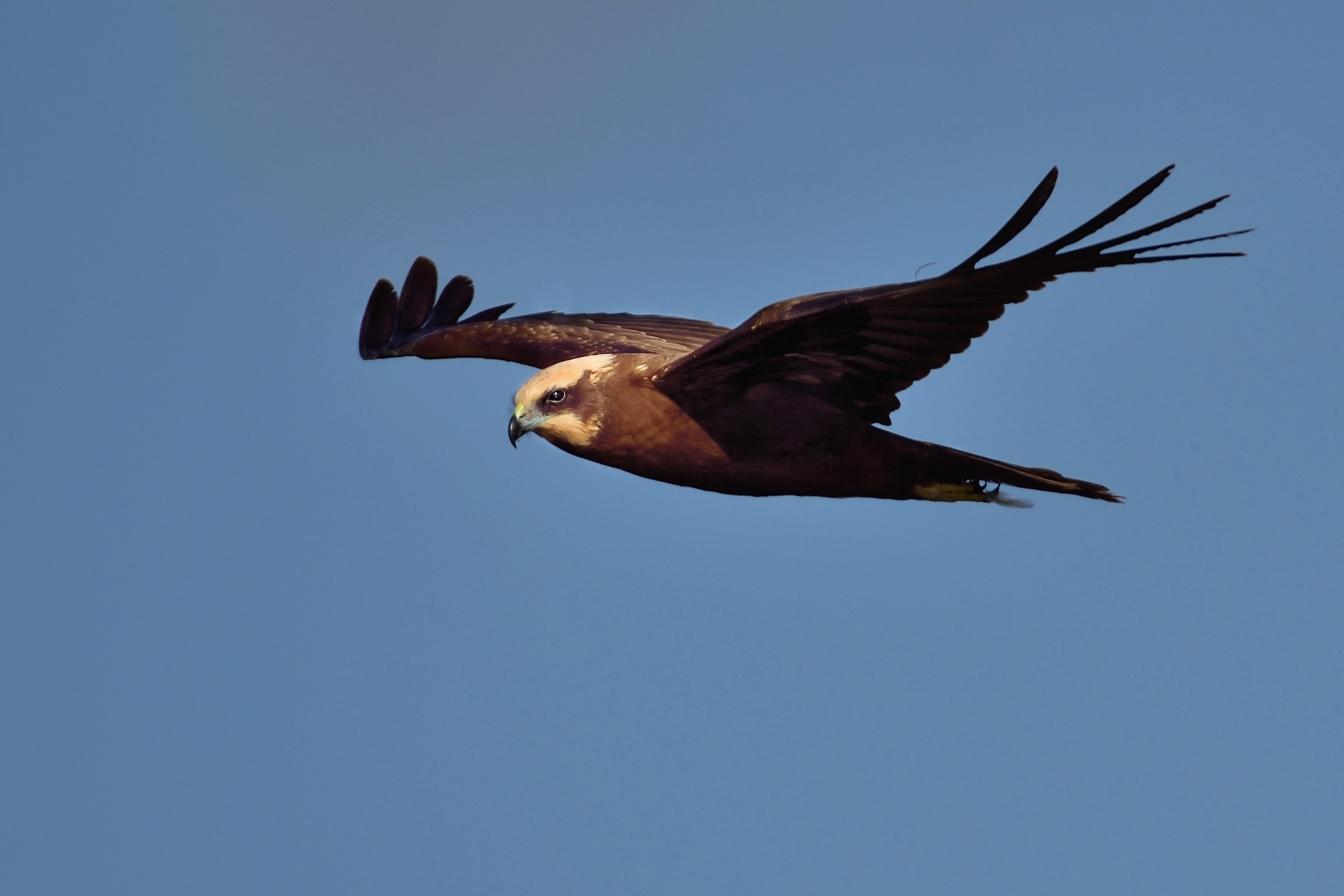 Marsh Harrier (Circus aeruginoso)