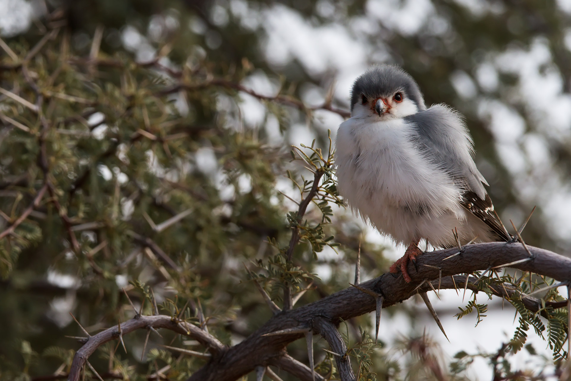 pygmy falcon