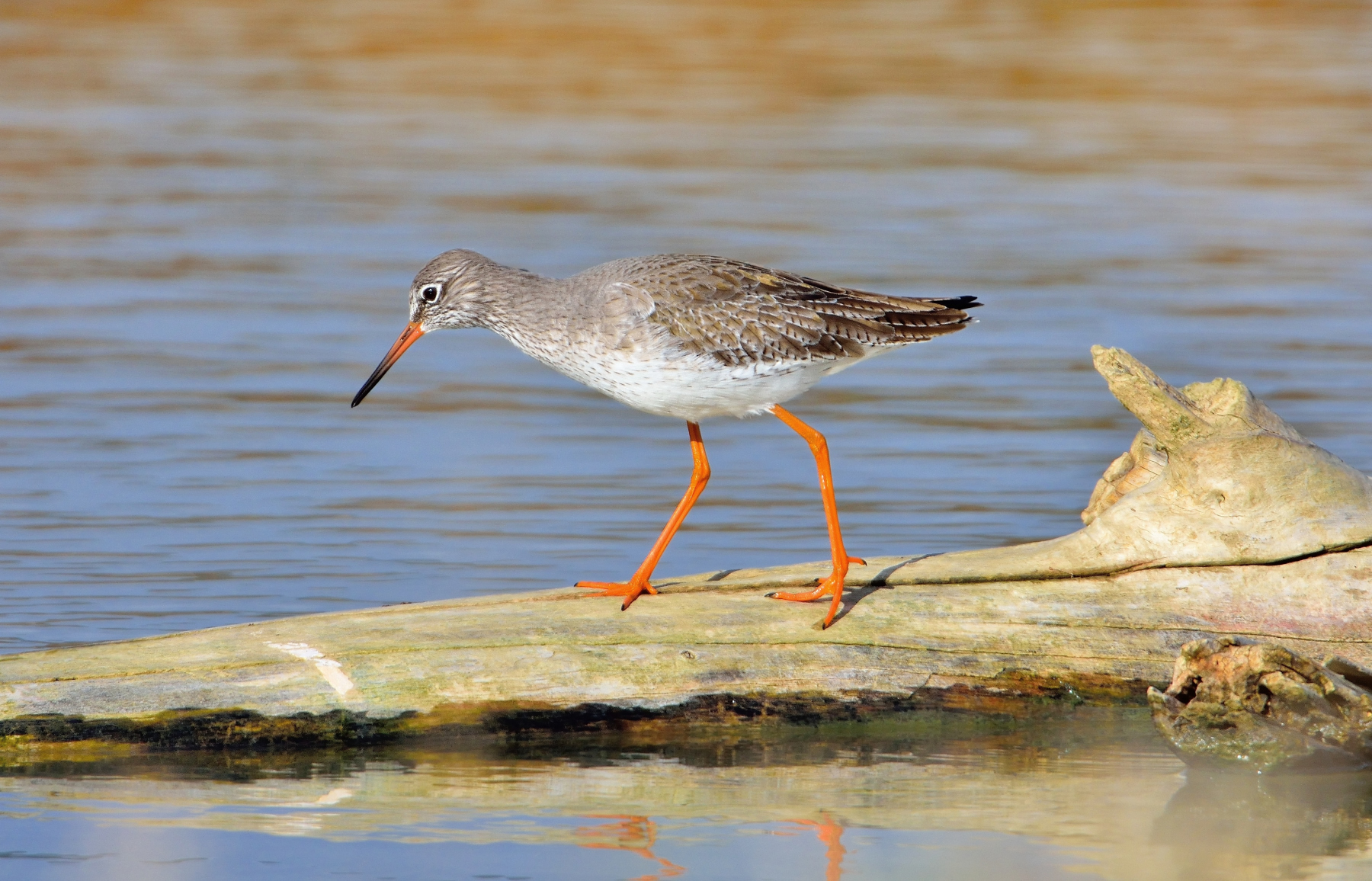 Pettegola (Tringa totanus)