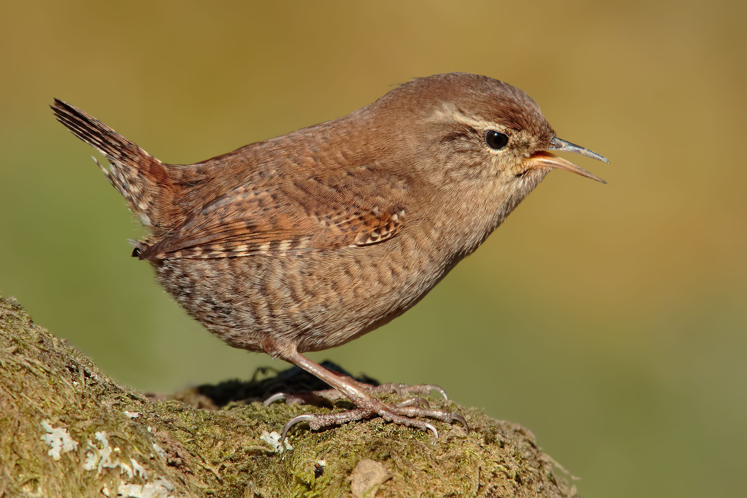 Il Piccolo... Grande