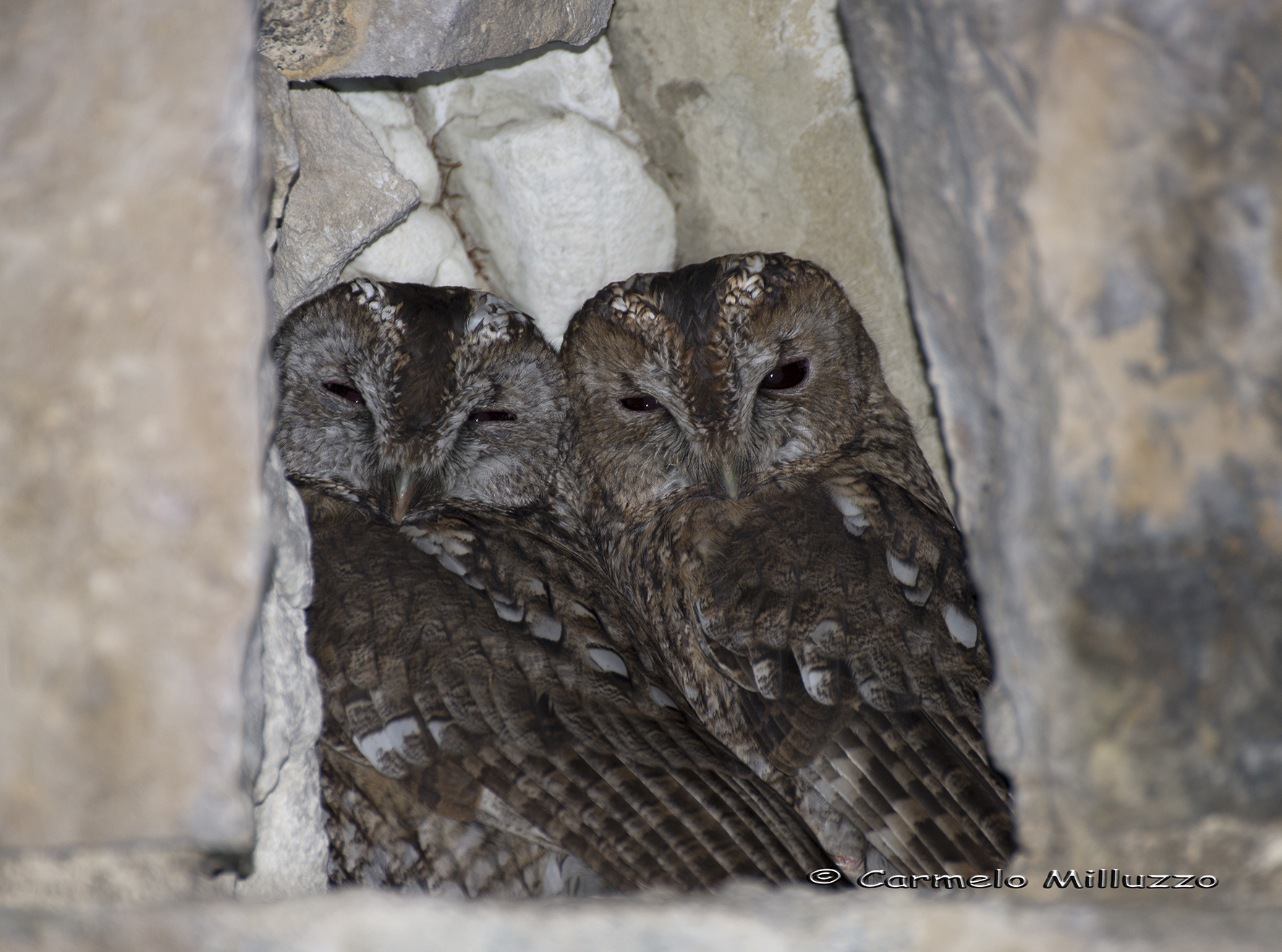 Owls in love _Strix aluco_