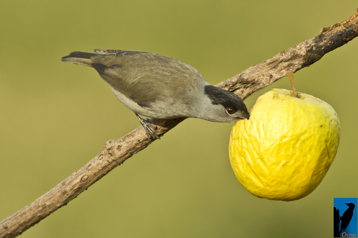 capinera maschio " una mela al giorno"....