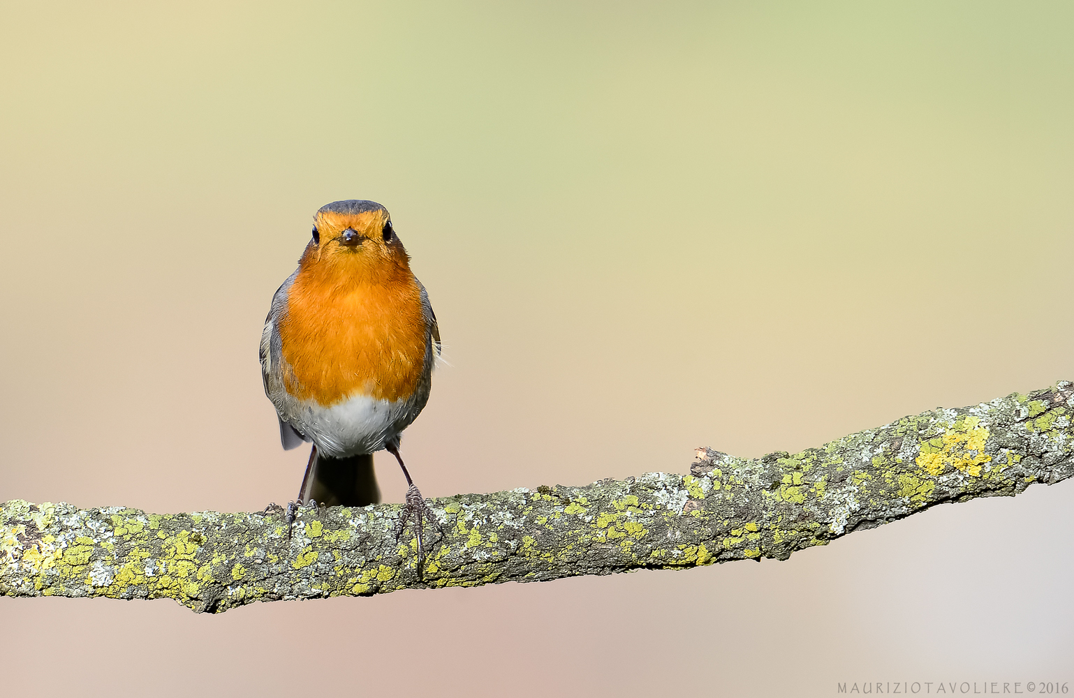 Pettirosso al sole ..   Lombardia, Gennaio '16