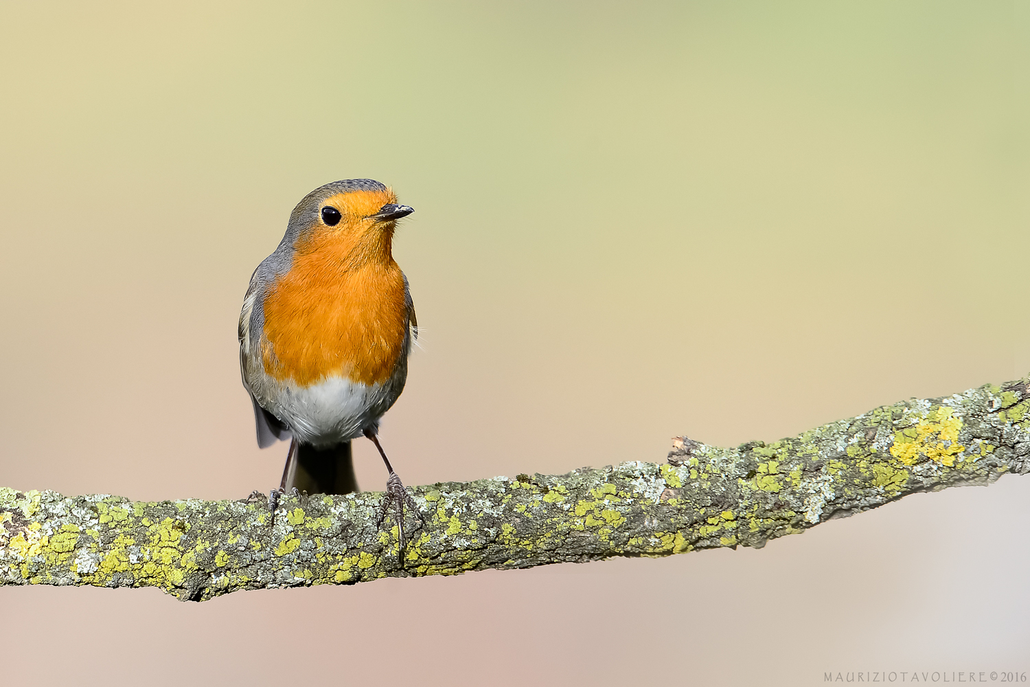 Pettirosso al sole ..   Lombardia, Gennaio '16