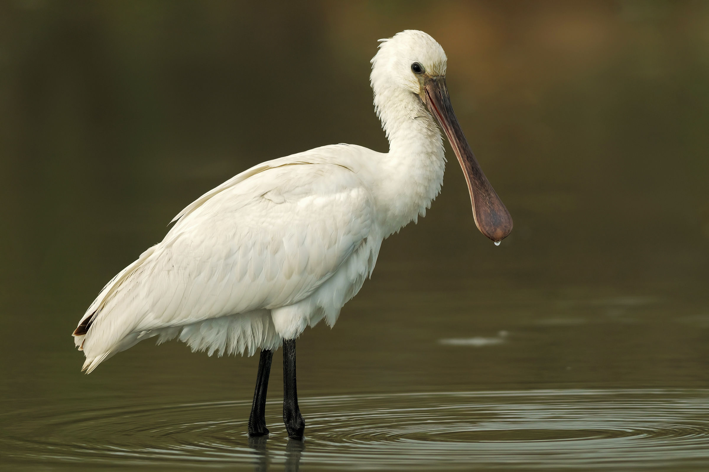 Spatula (Eurasian spoonbill)