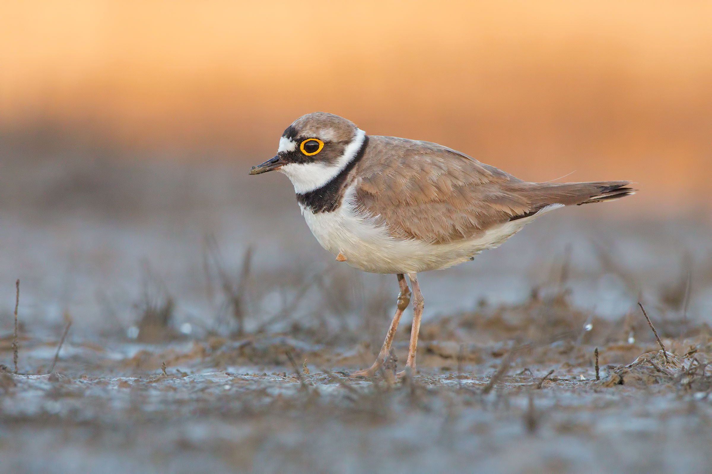 Little Ringed Plover