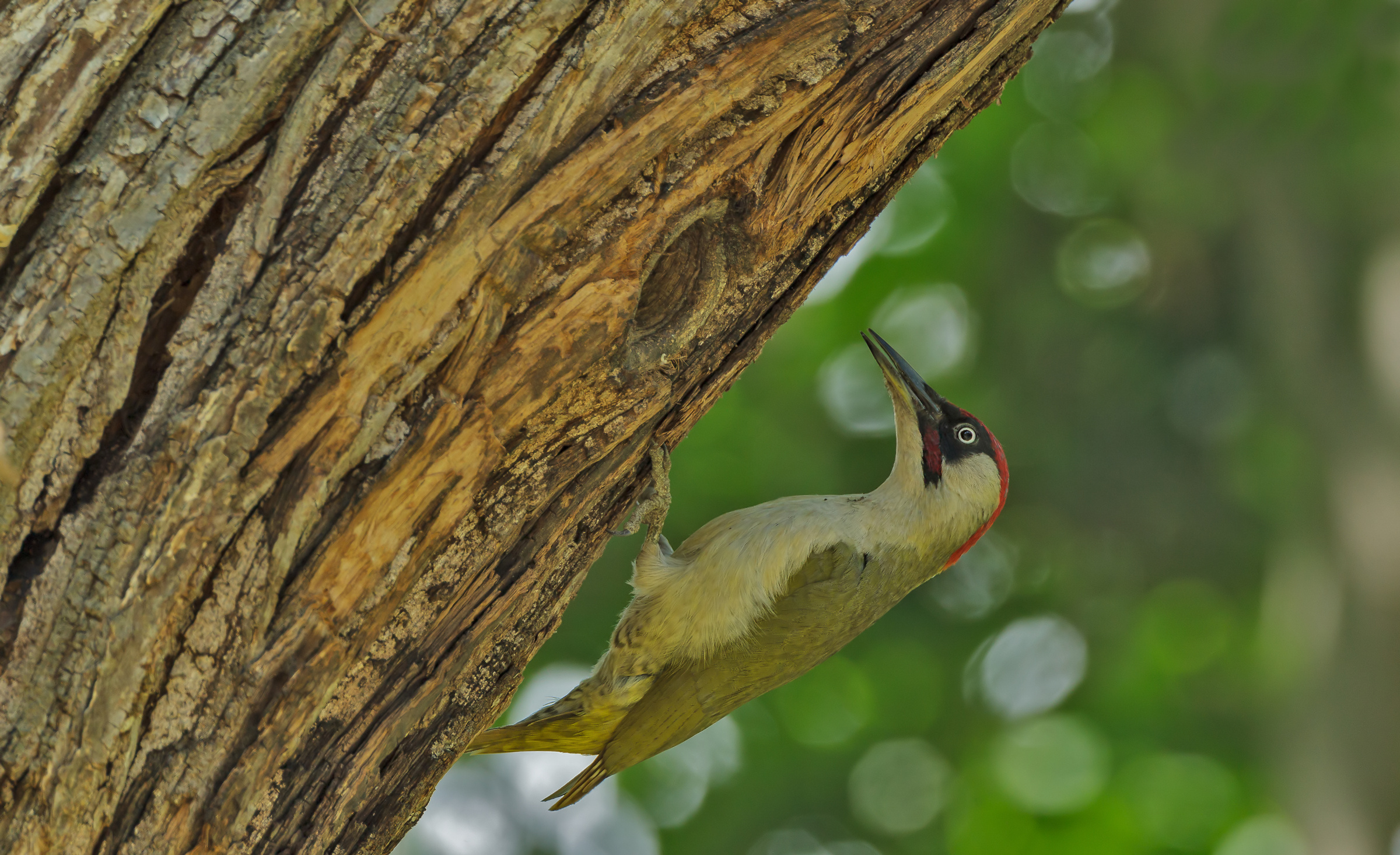 Green Woodpecker