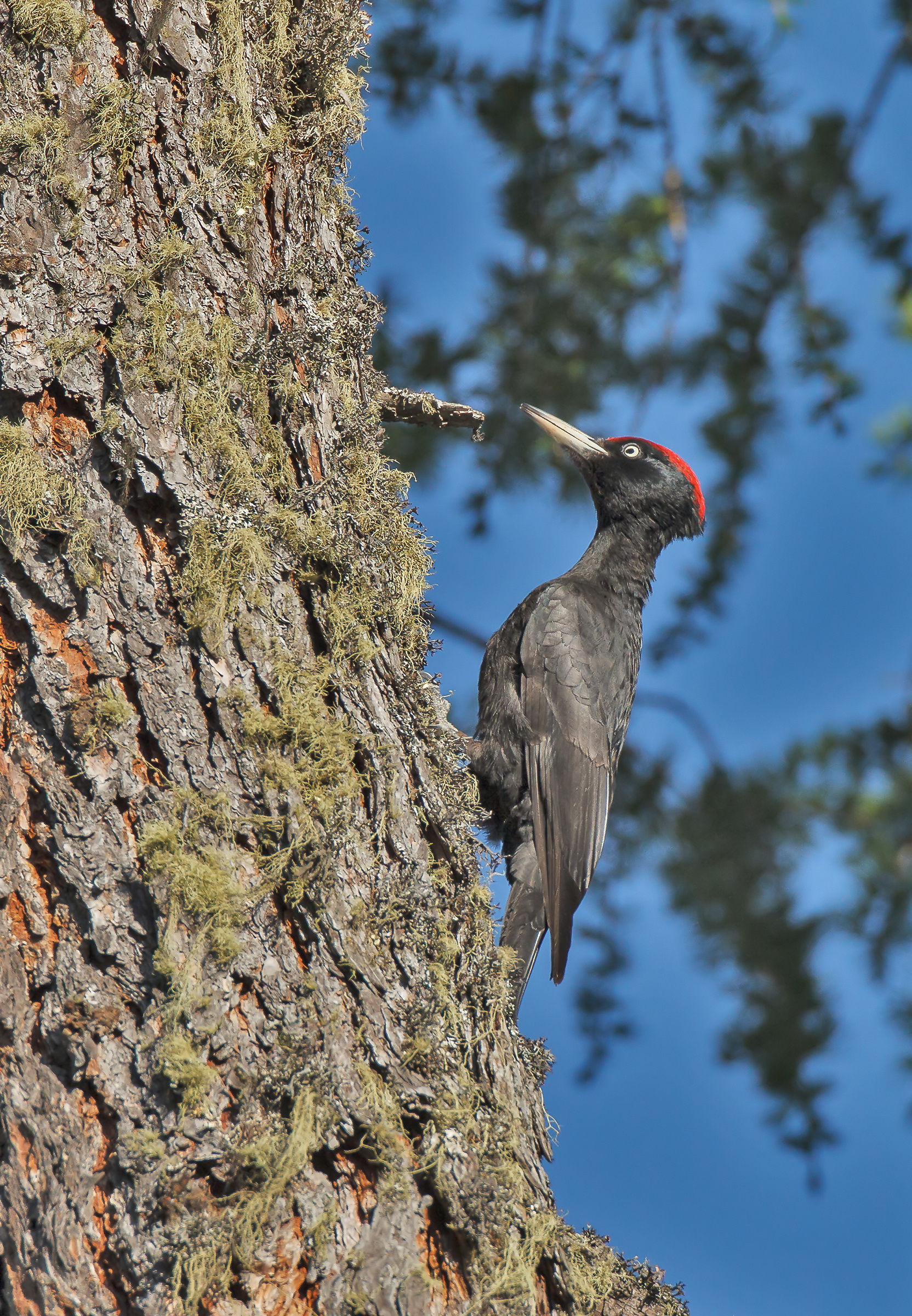 Black Woodpecker