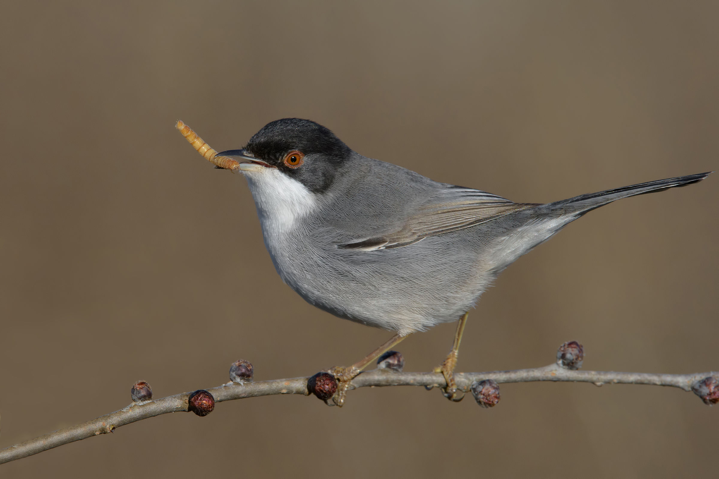 warbler male with gramignolo
