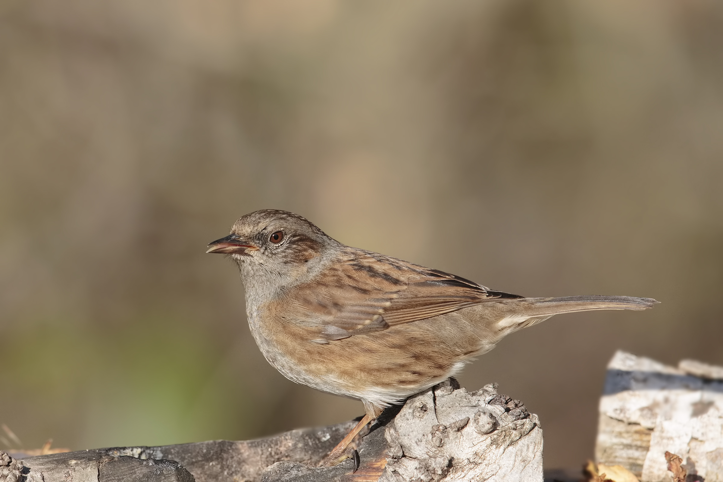 Dunnock