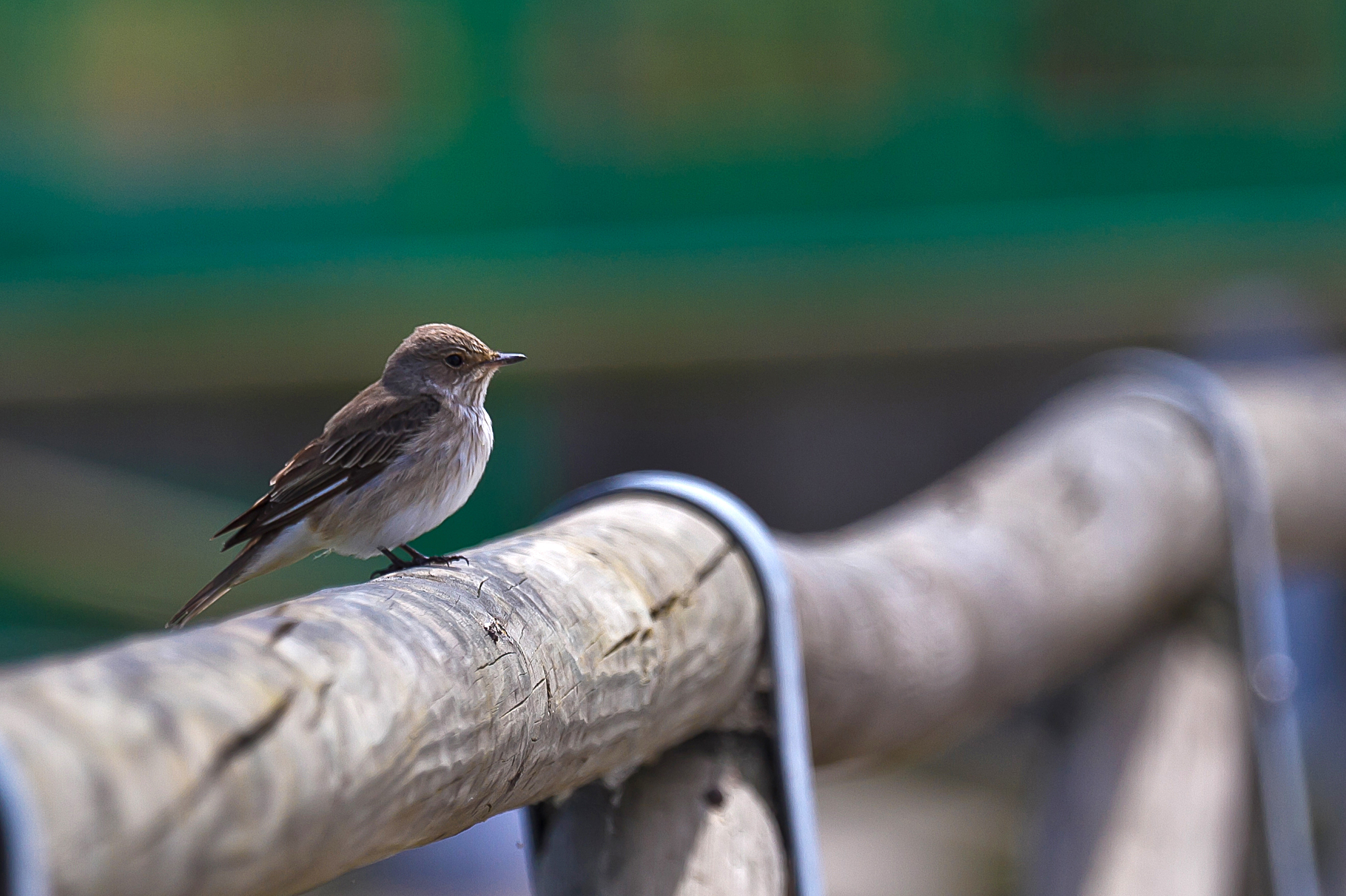 Pigliamosche (Muscicapa striata)