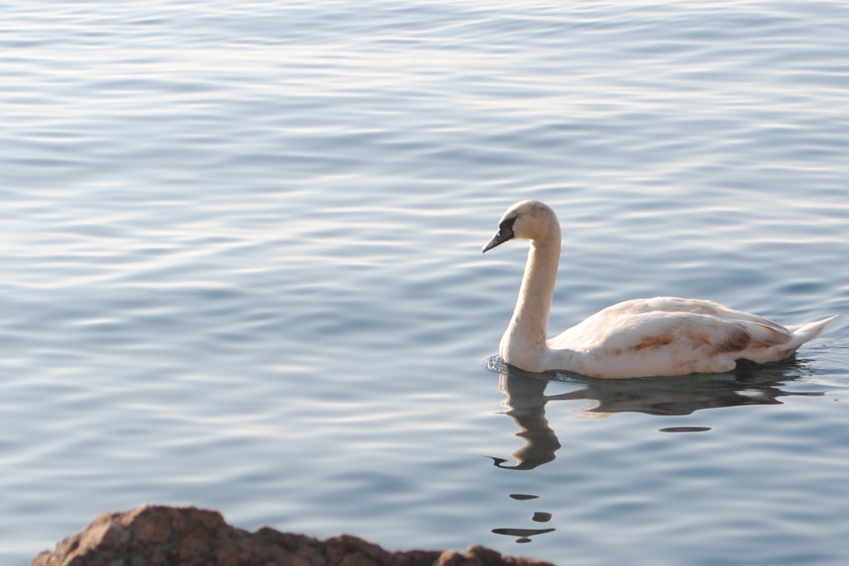 Swan Lake Garda