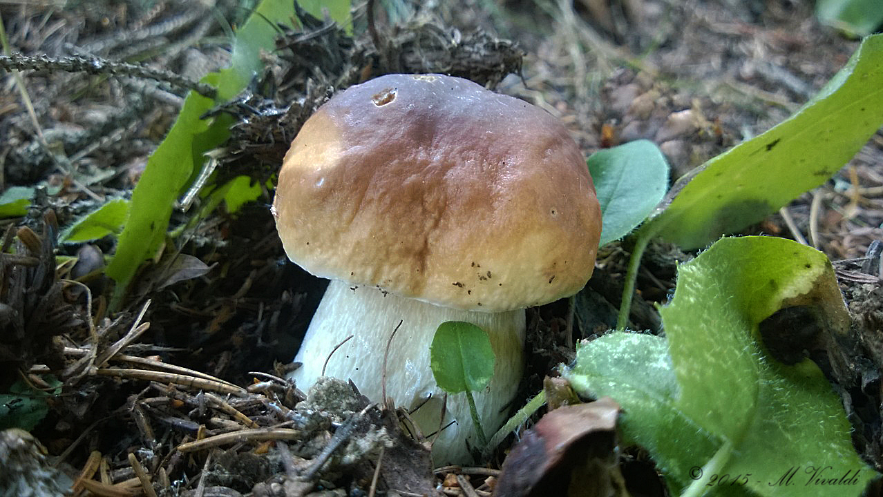 Boletus edulis