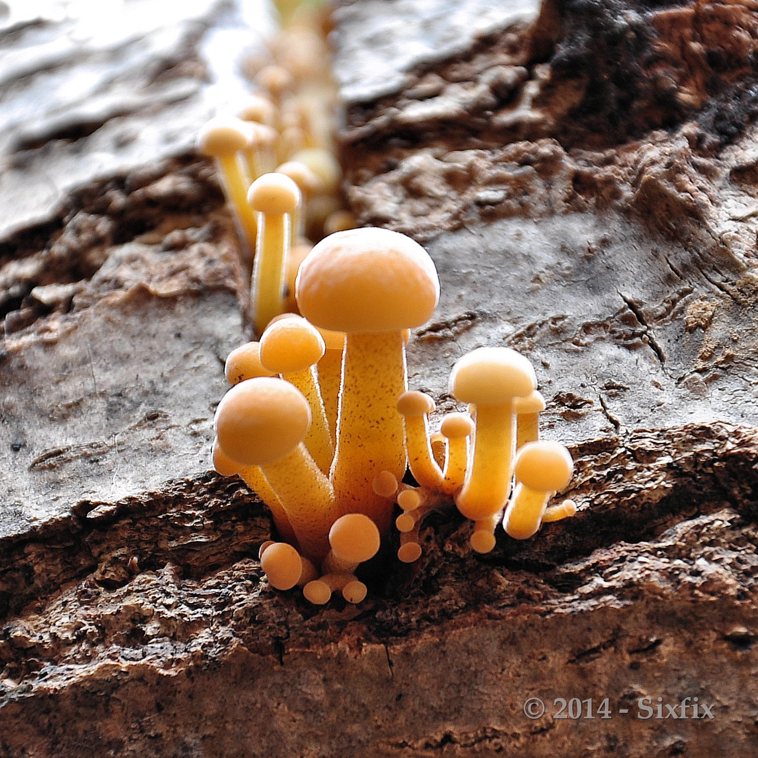 Flammulina velutipes