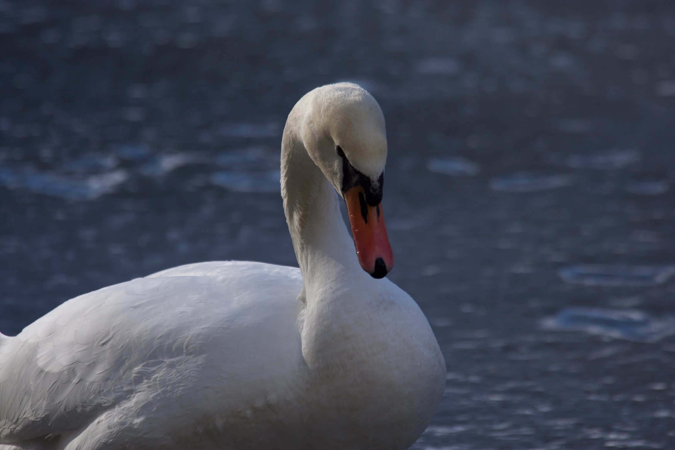Cigno a San Vito di Cadore