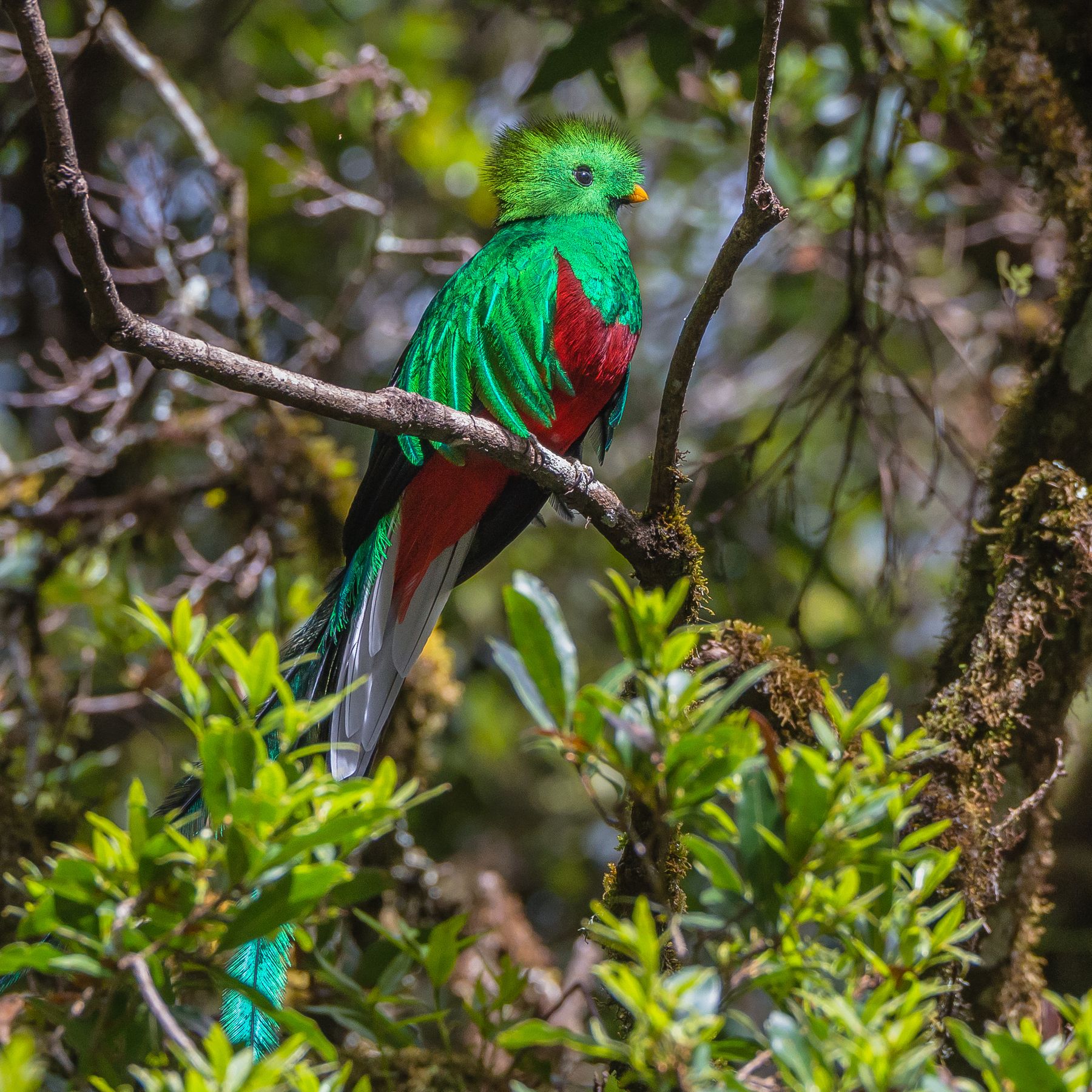 Quetzal