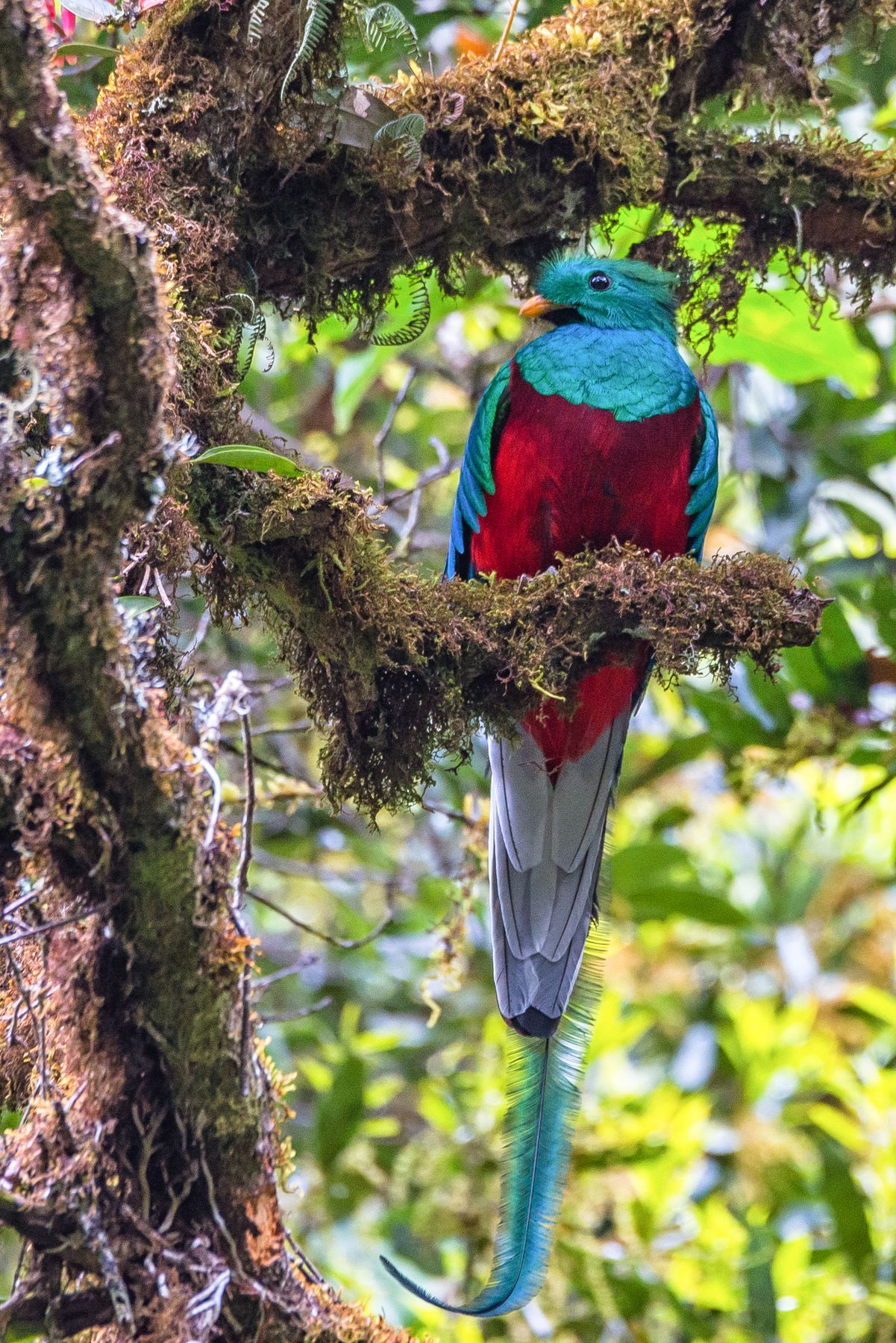 Quetzal