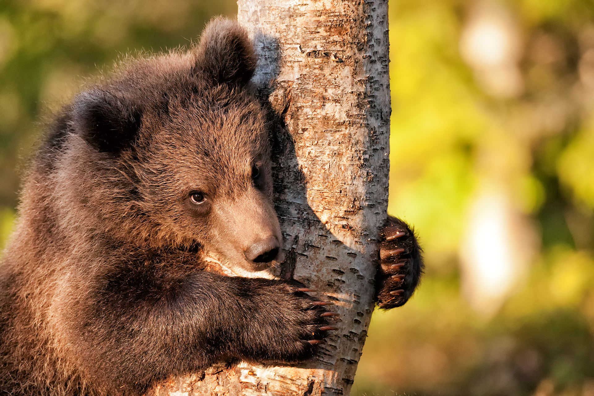 Un albero per amico - l'approccio