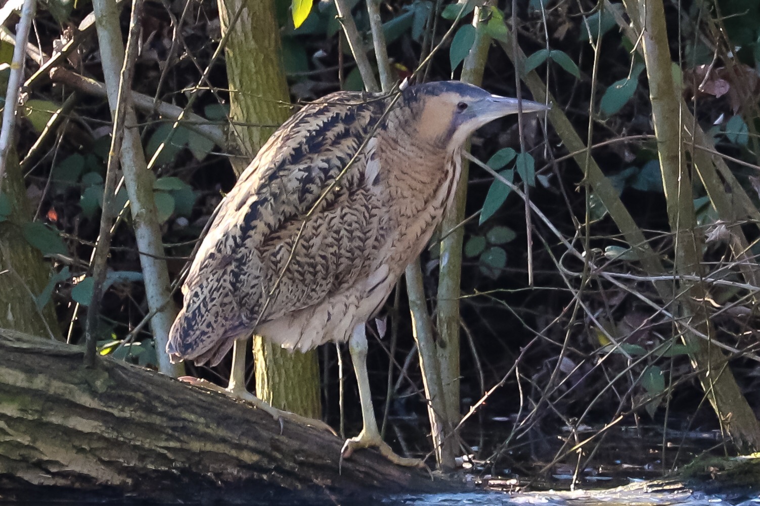Bittern