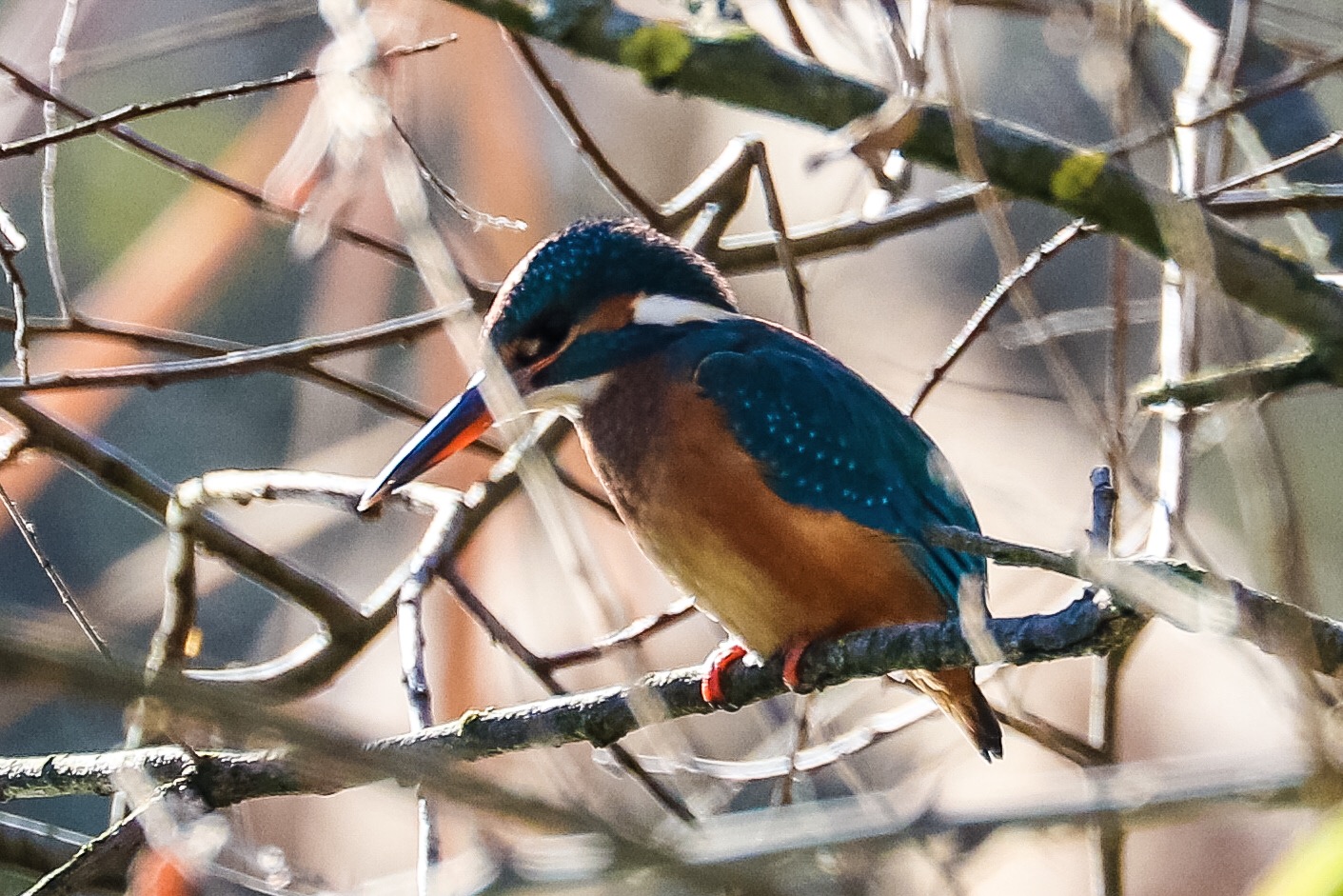 Kingfisher