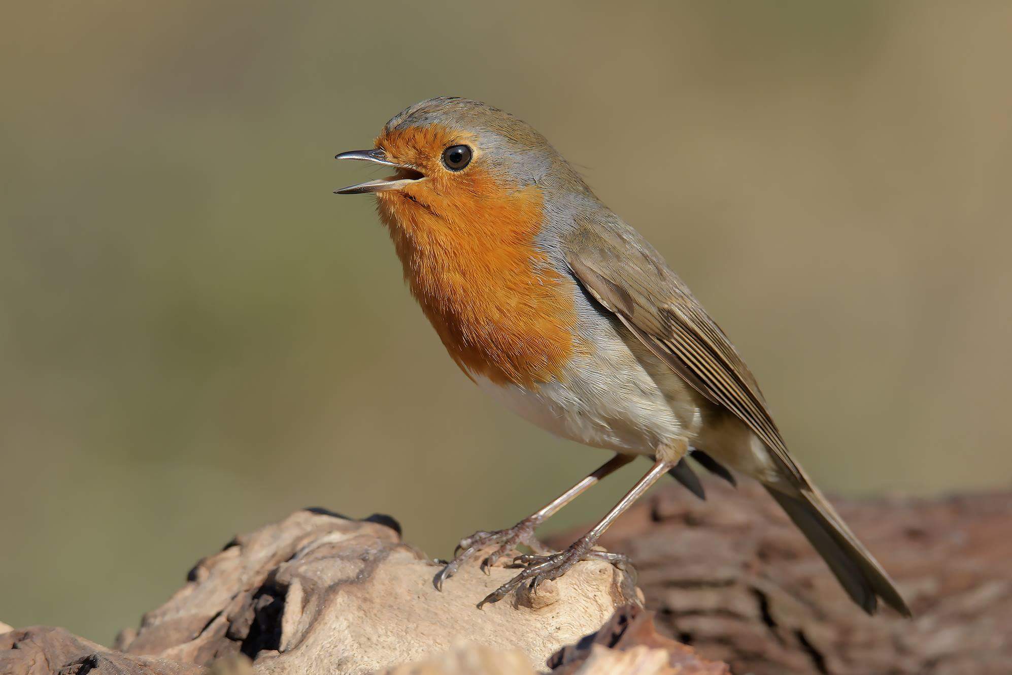Robin