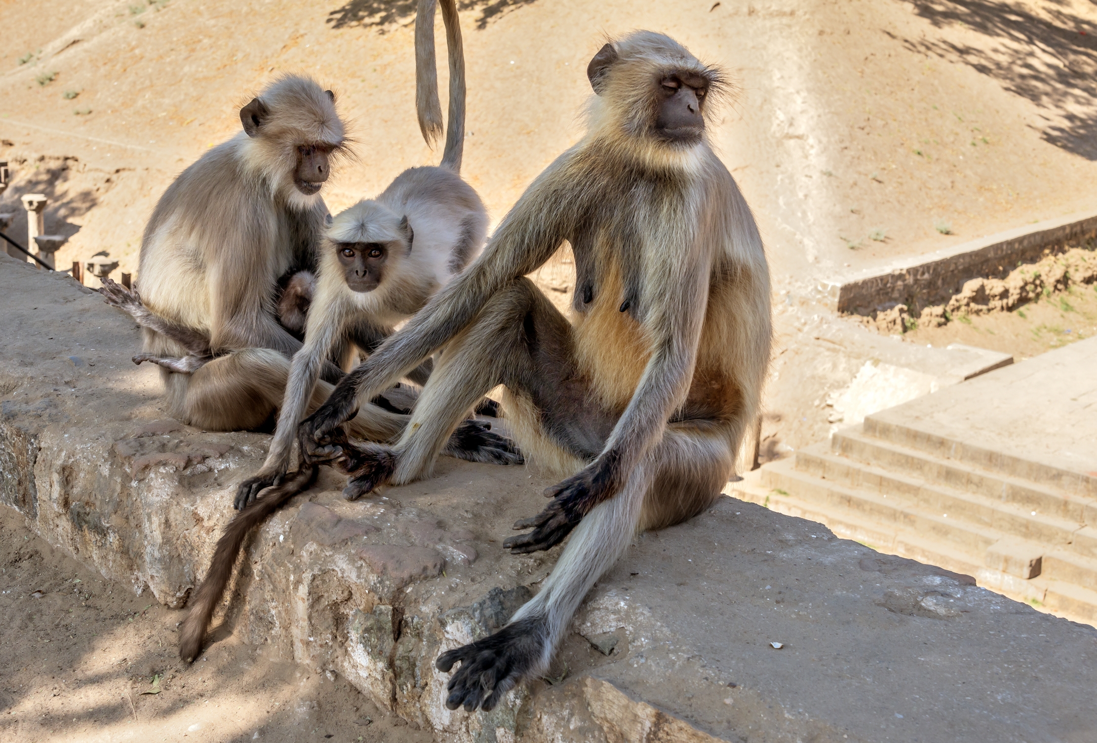 Gujarat 2015 - Langur sulle rovine di un Tempio