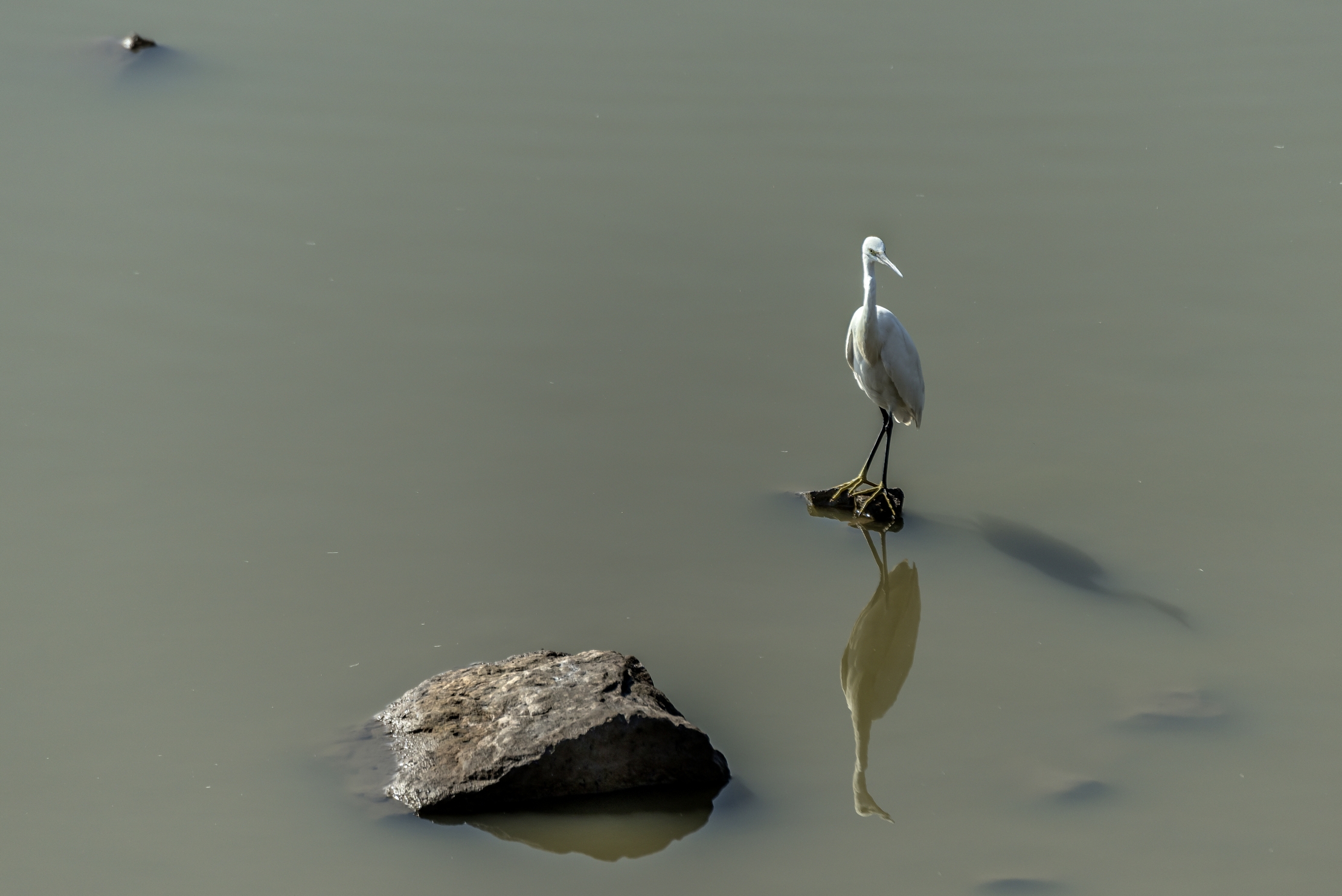 Gujarat 2015 - In un piccolo stagno