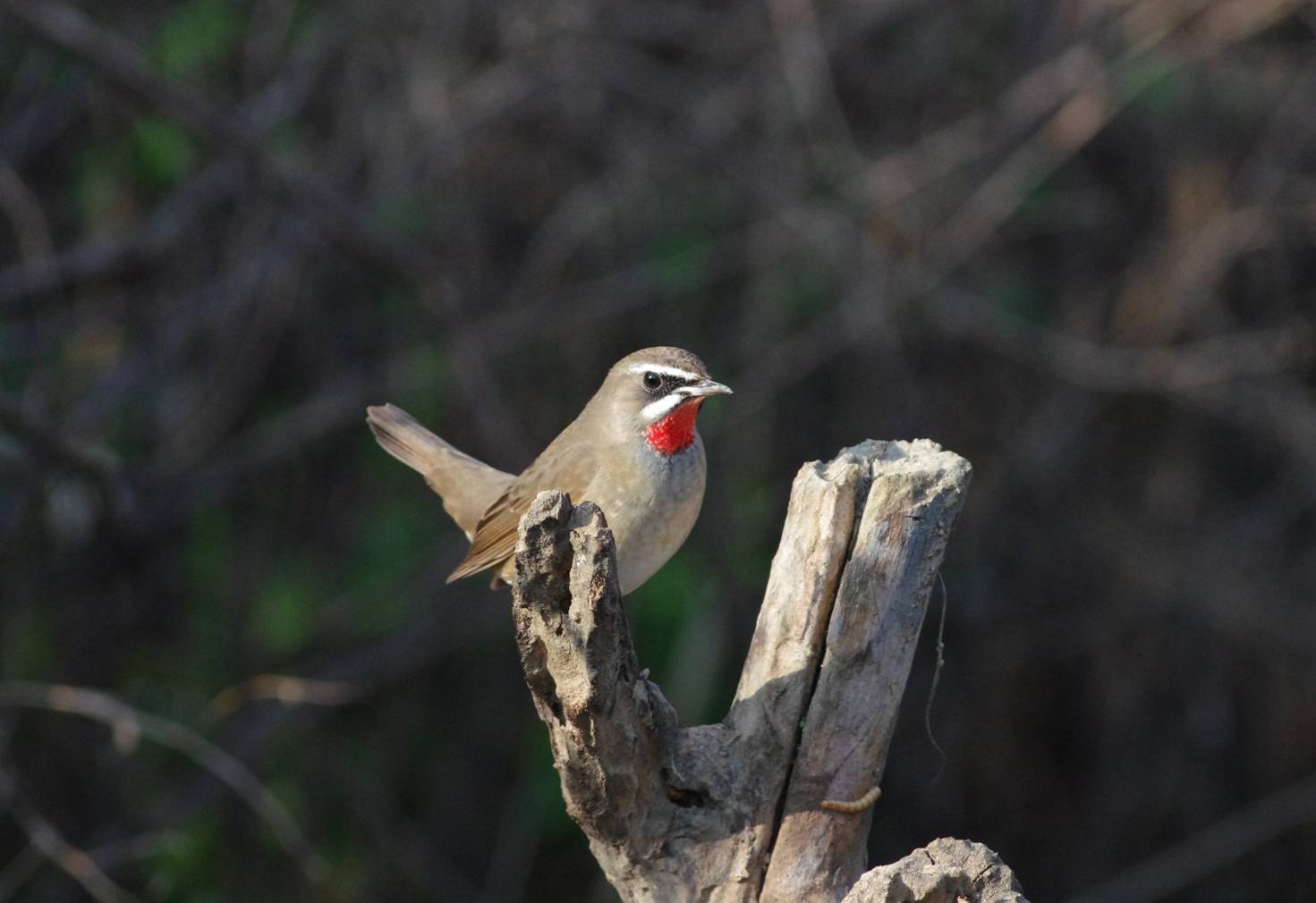 Siberiano Rubythroat