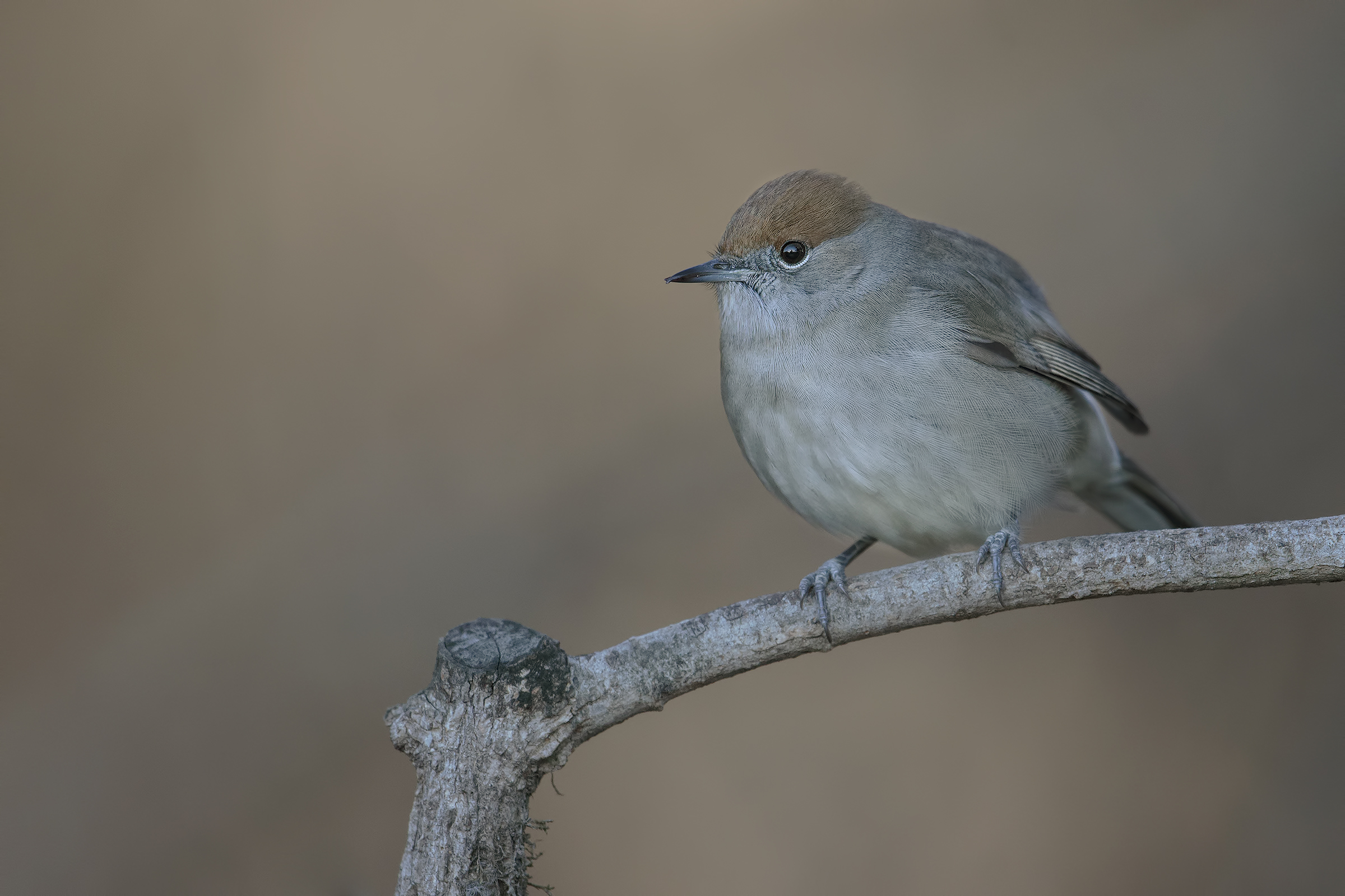 ... Blackcap km 0