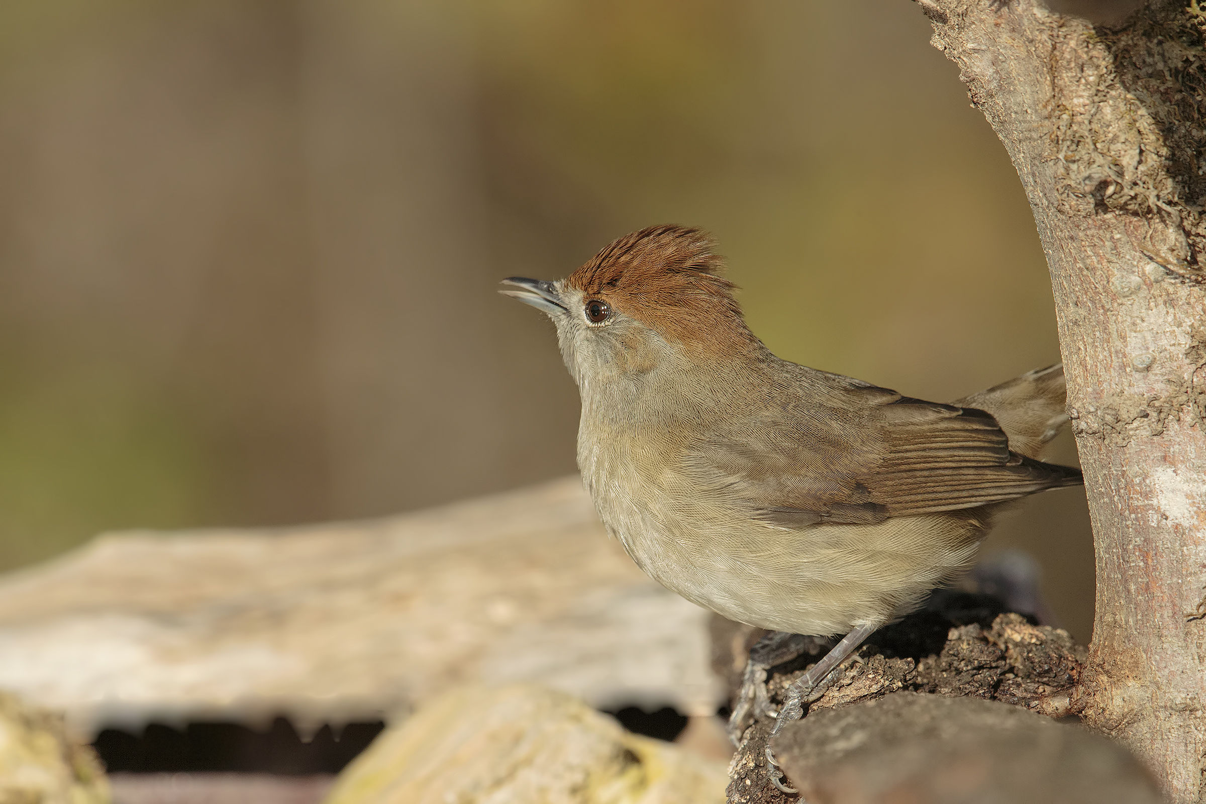 ... Blackcap km 0