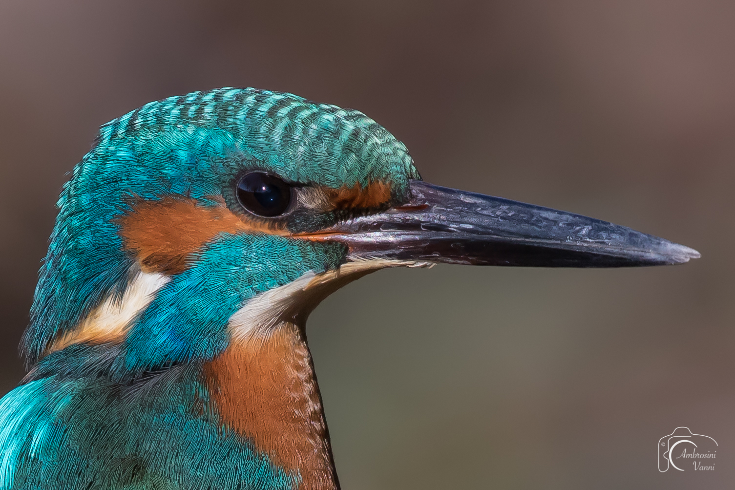 Wild Martino foto tessera