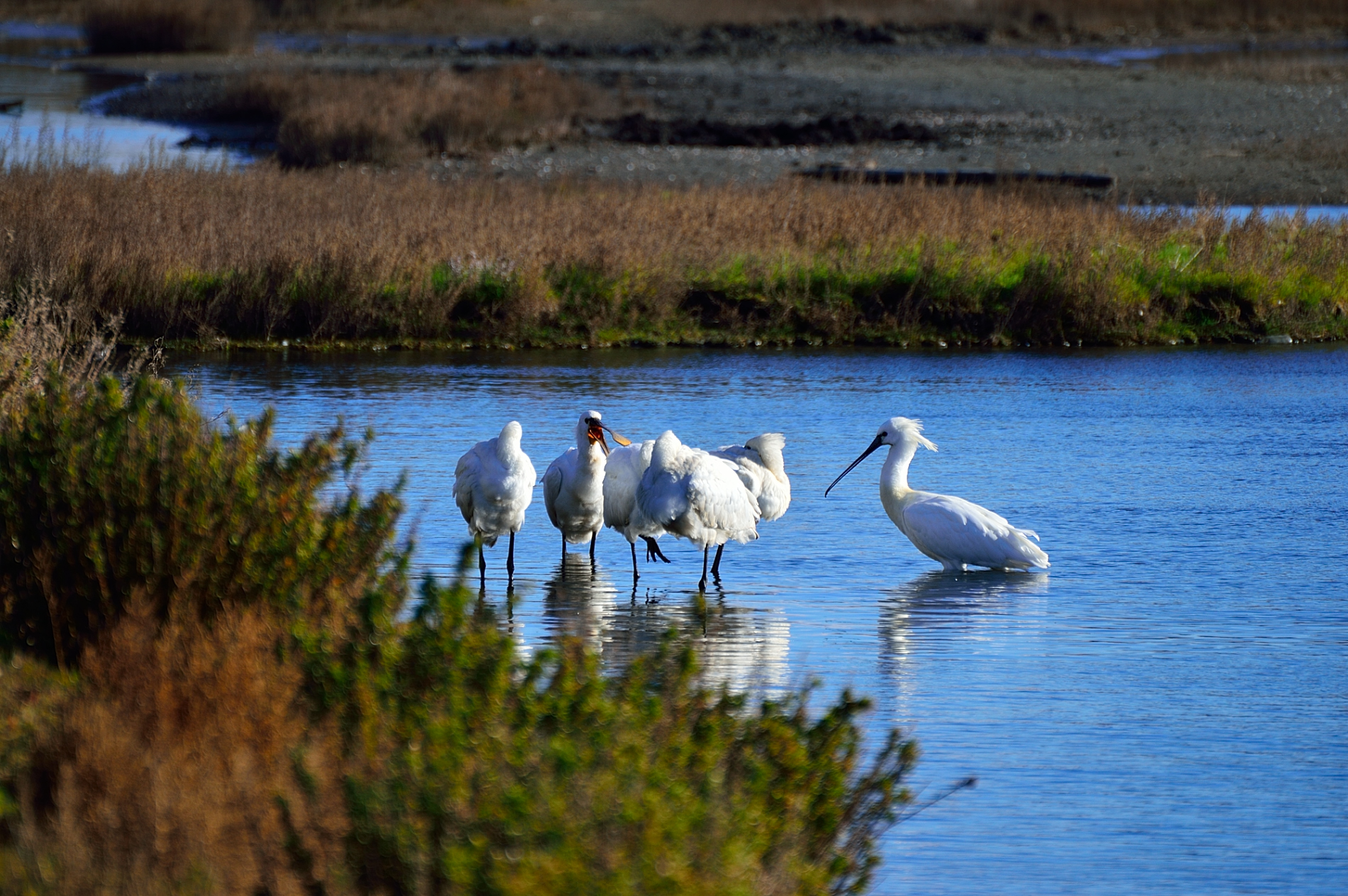Spatola...lago di Caprolace