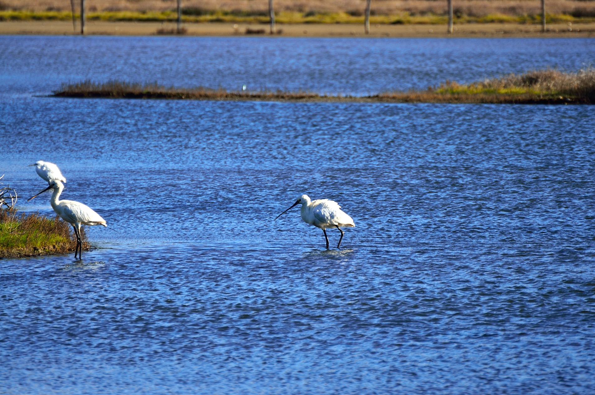 Spatola...lago di Caprolace