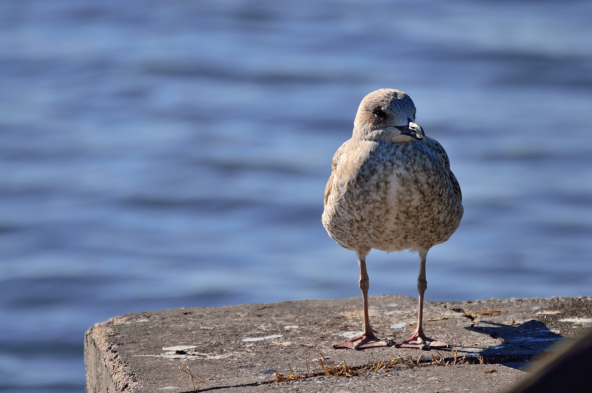 Uccello al sole...lago di Fogliano
